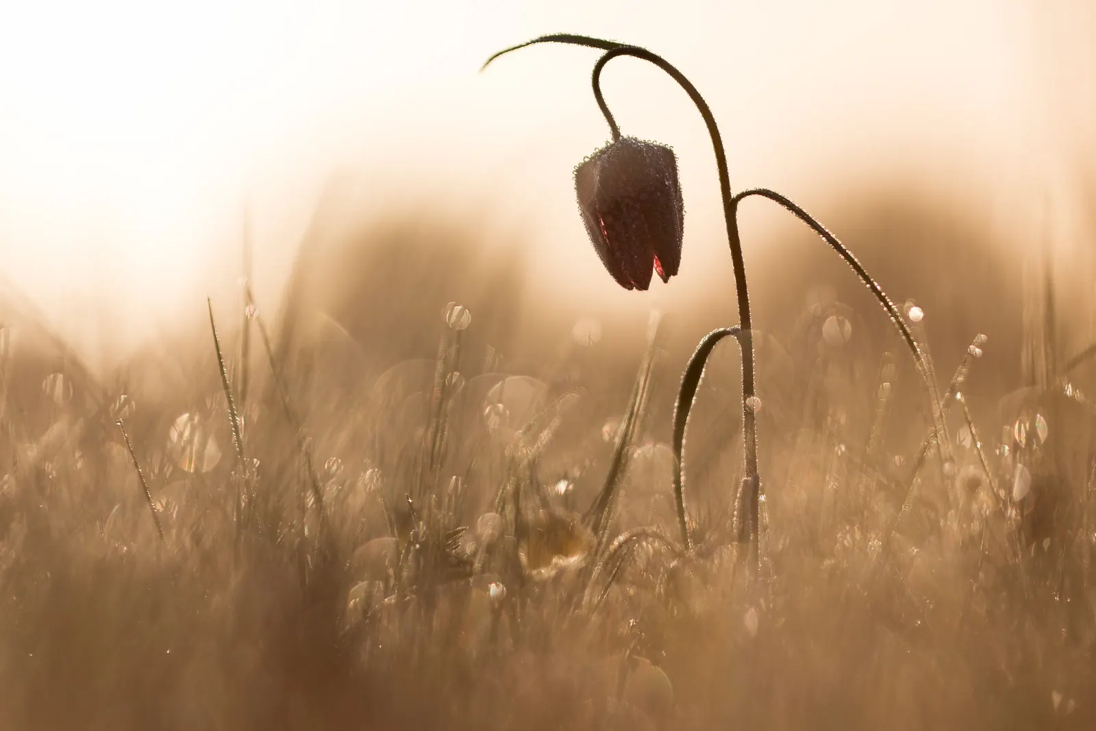 Snake's Head Fritillary (Fritillaria Meleagris) — well-drained soils and partial shade; purple and red and white flowers in the garden, image 43