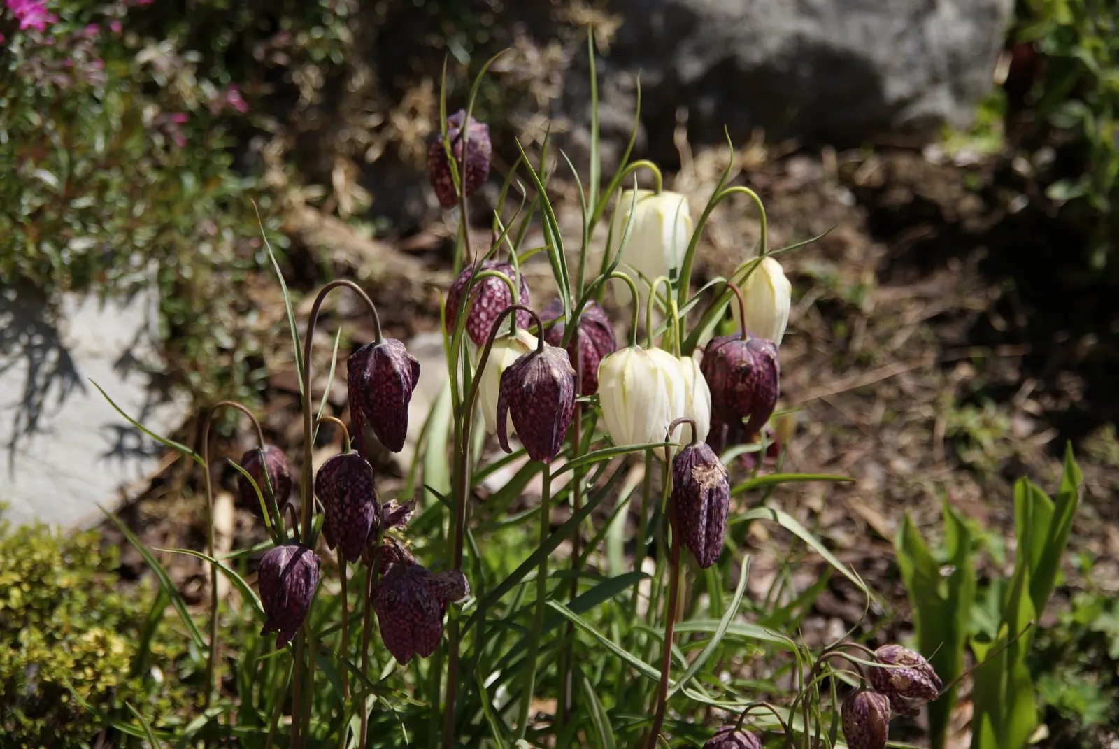 Snake's Head Fritillary (Fritillaria Meleagris) — it is essential to consider the growing conditions for the Snake's Head Fritillary; bulb for full, image 69