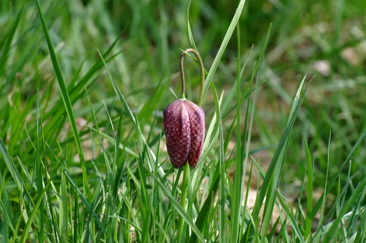 Snake's Head Fritillary (Fritillaria Meleagris) — bulb for full or half