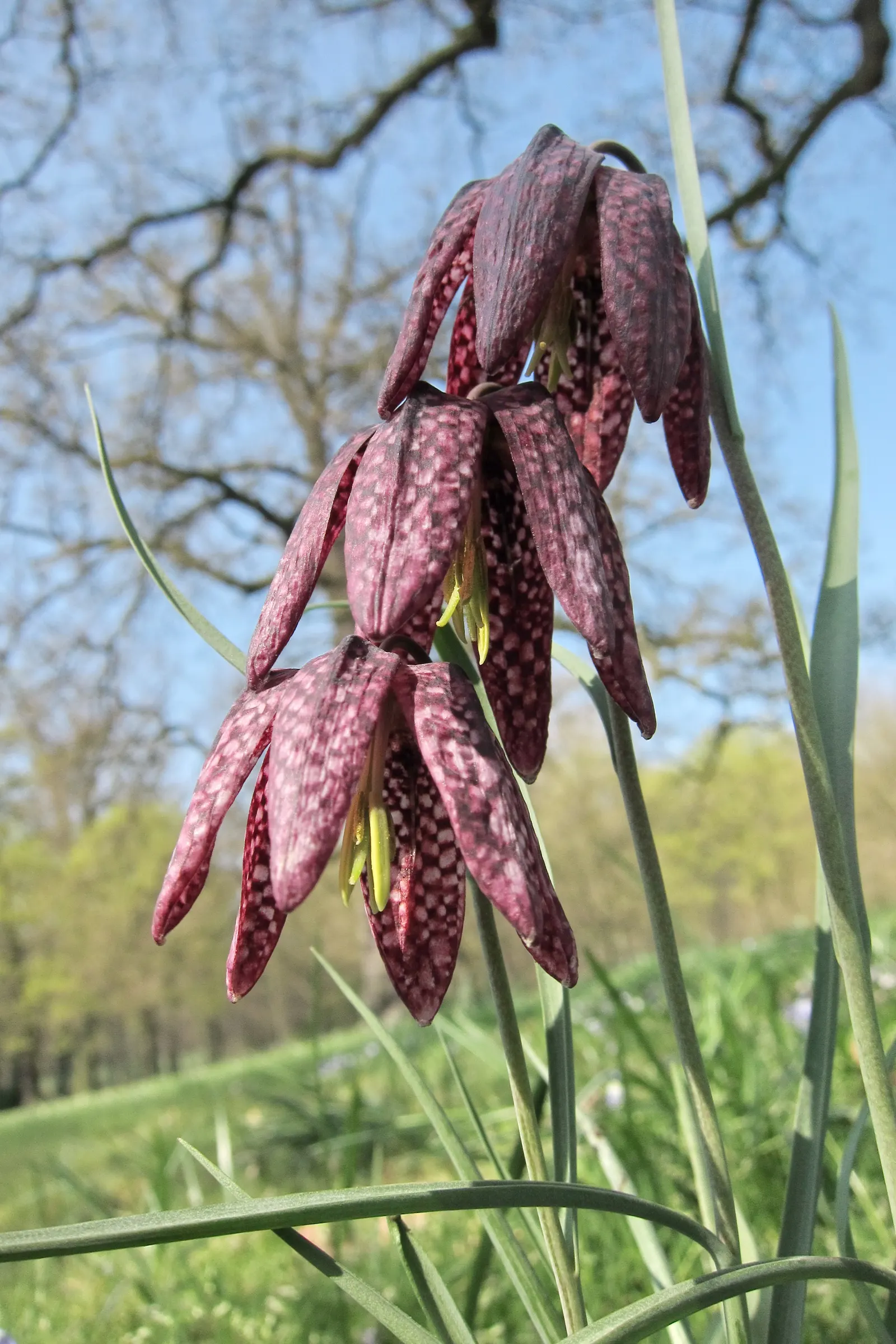 Snake's Head Fritillary (Fritillaria Meleagris) — This plant thrives in full to partial sun with well-draining soil; is a striking and unique, image 130
