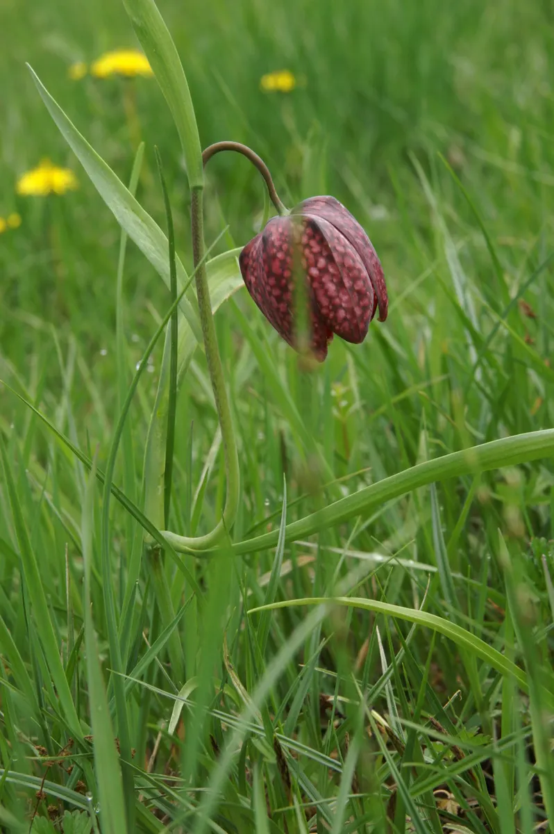 Snake's Head Fritillary (Fritillaria Meleagris) — it is essential to consider the growing conditions for the Snake's Head Fritillary