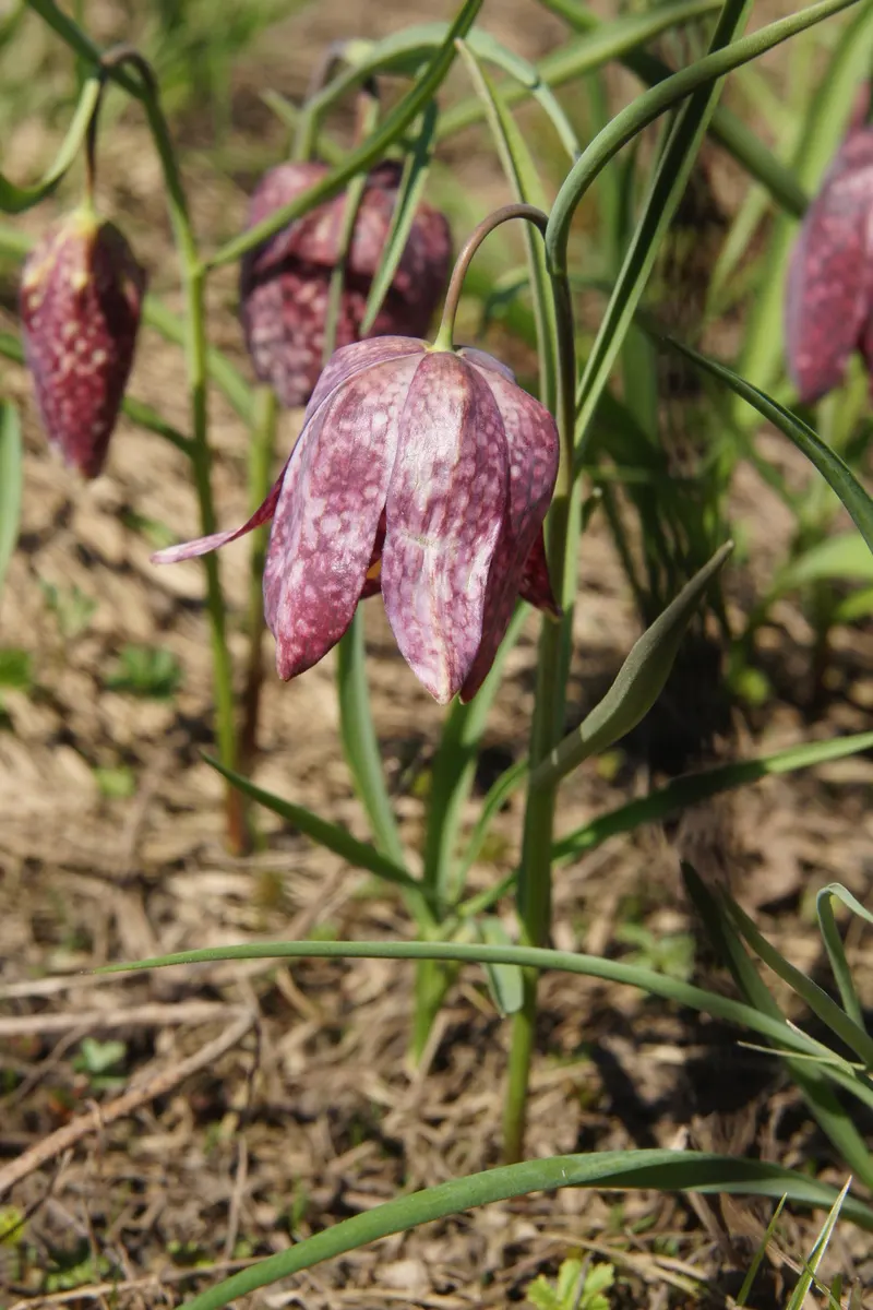 Snake's Head Fritillary (Fritillaria Meleagris) — at a depth of about 4 inches; they exhibit a checkered pattern in hues of purple, image 133