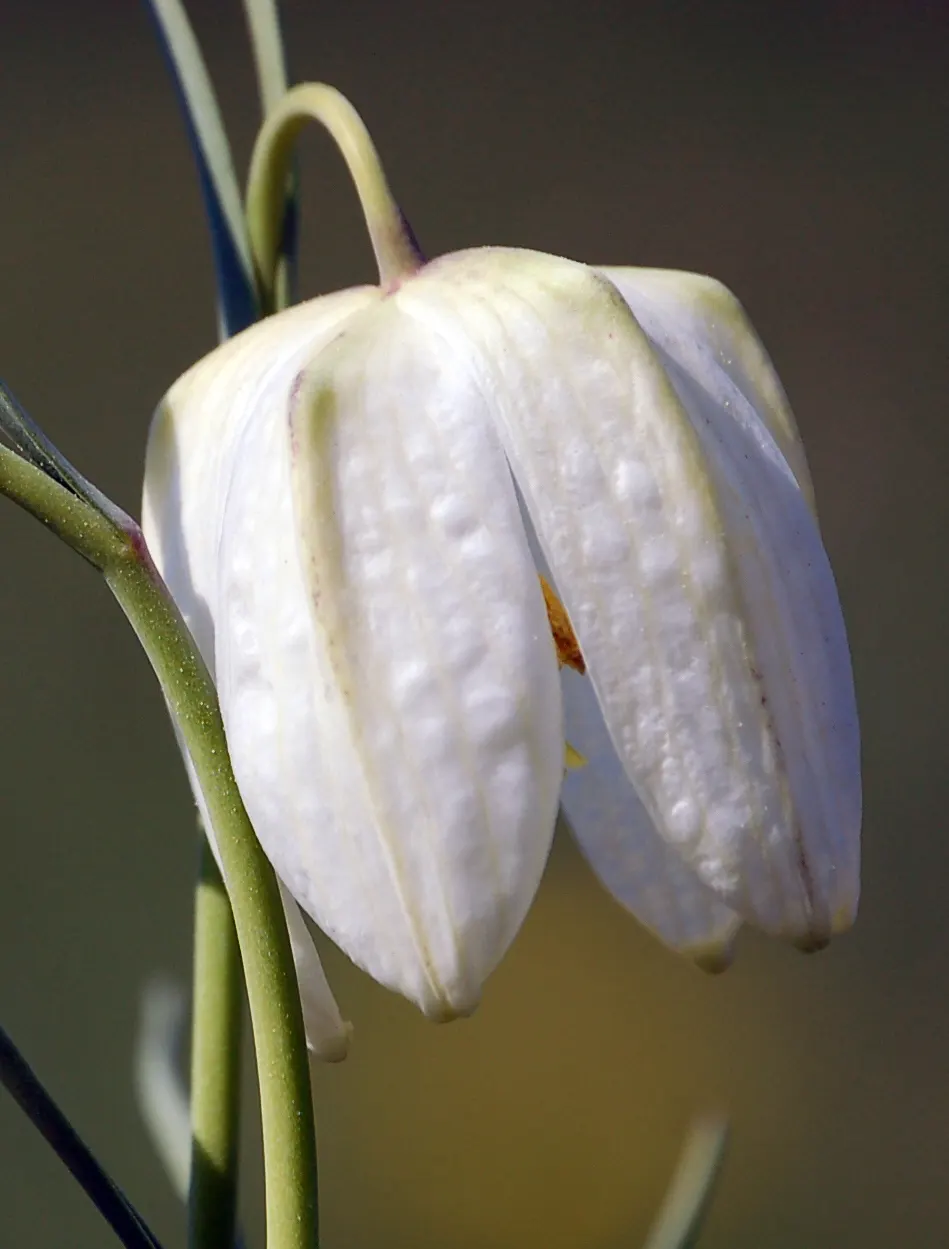 Snake's Head Fritillary (Fritillaria Meleagris) — bulb for full or half; biodiversity-friendly garden environment, image 60
