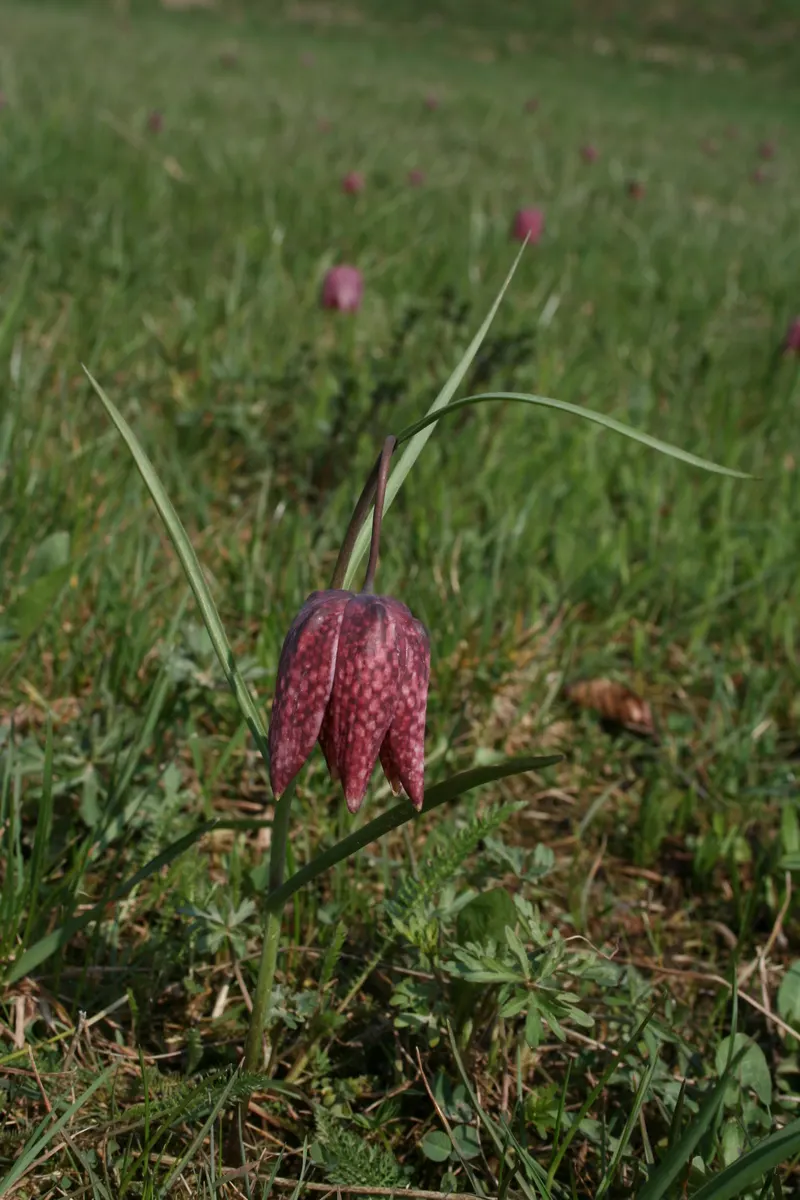 Snake's Head Fritillary (Fritillaria Meleagris) — purple and red and white flowers in the garden; well-drained soils and partial shade, image 78