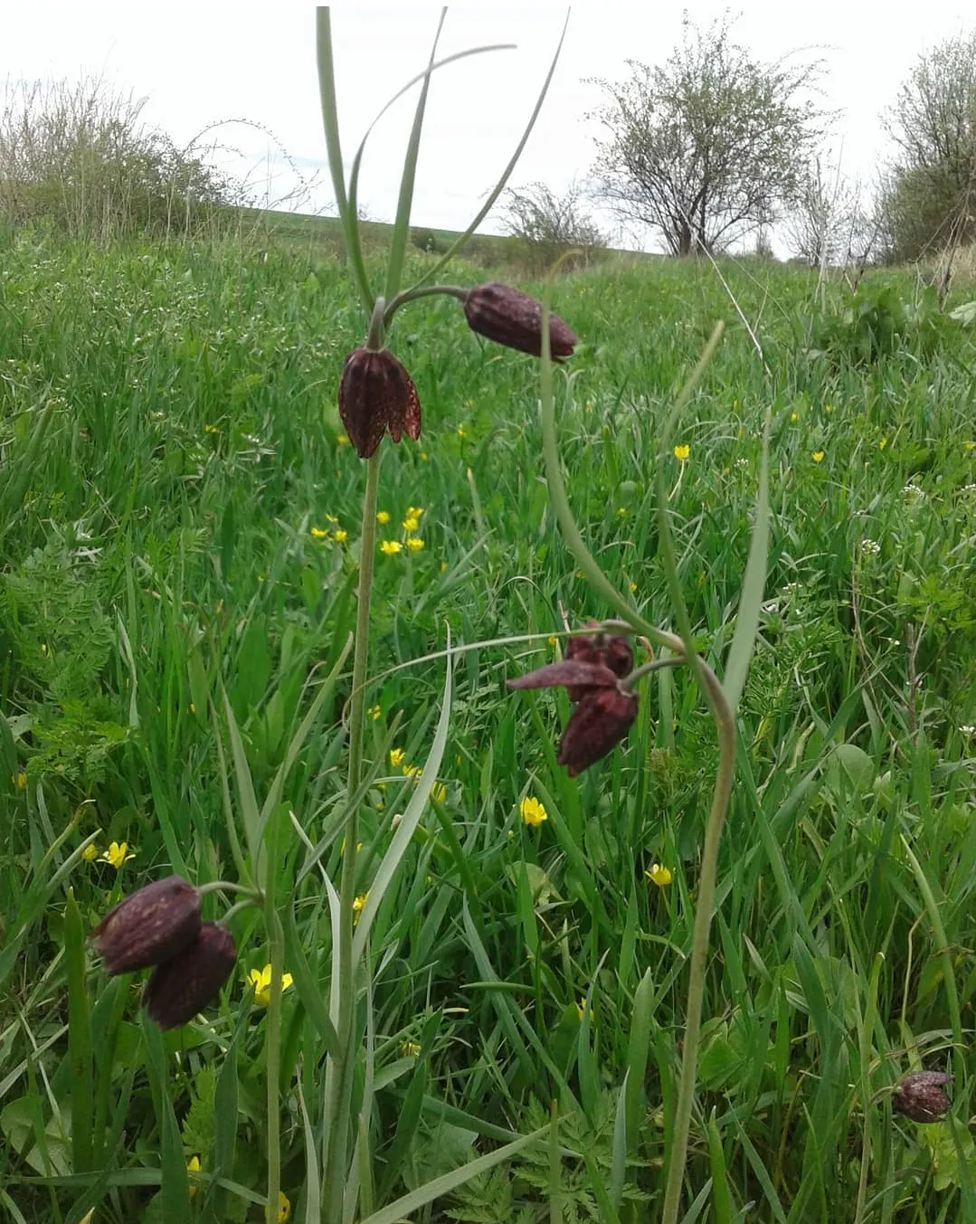 Snake's Head Fritillary (Fritillaria Meleagris) — at a depth of about 4 inches; they exhibit a checkered pattern in hues of purple, image 93