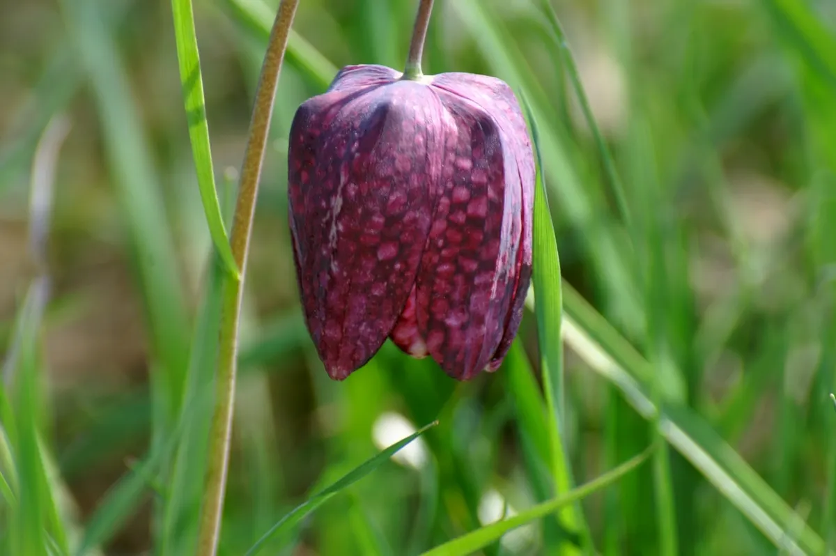 Snake's Head Fritillary (Fritillaria Meleagris) — is a striking and unique perennial that captures attention in any garden; scientifically named, image 47