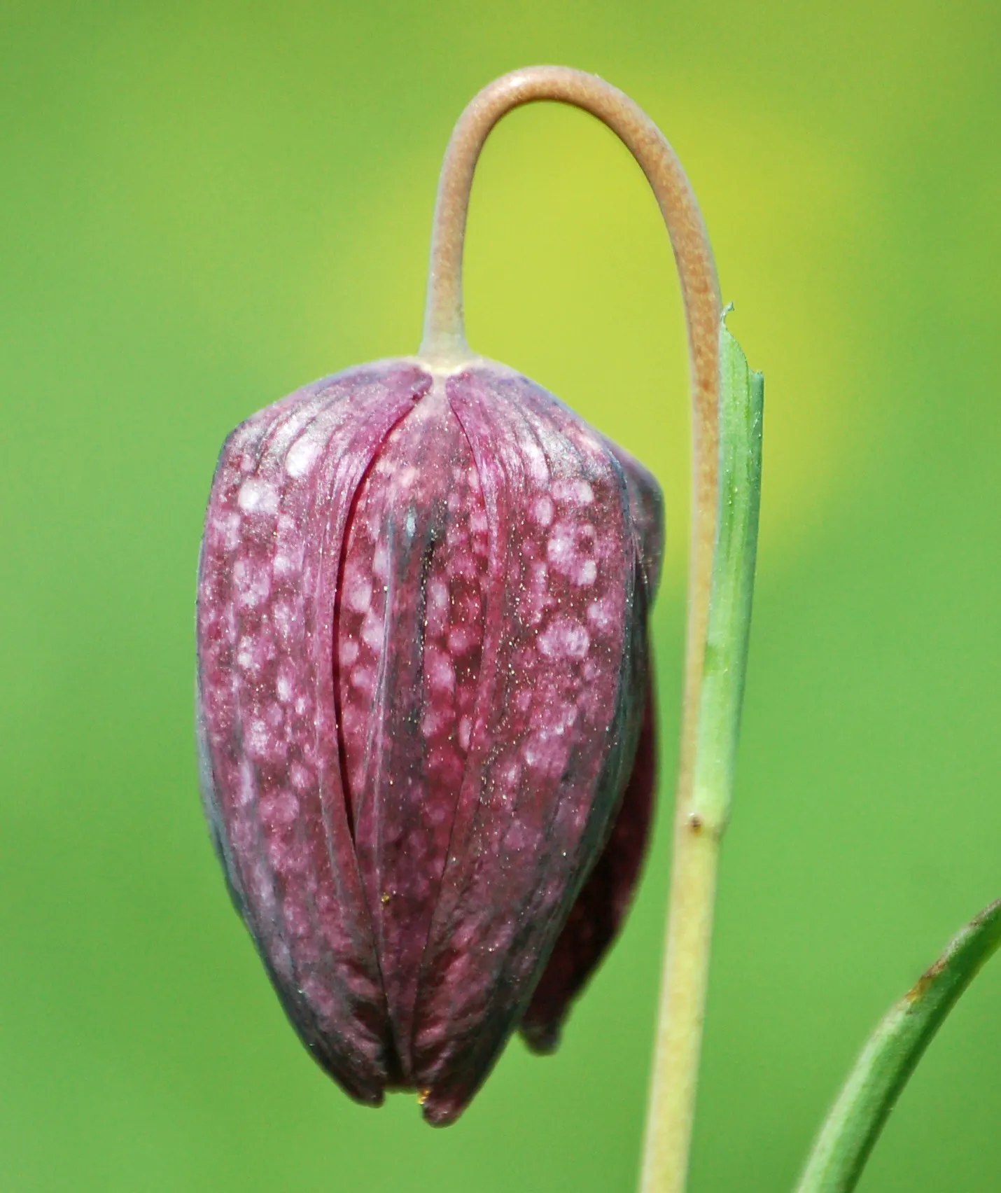 Snake's Head Fritillary (Fritillaria Meleagris) — it's ideal for naturalizing in grassy areas or woodland settings; this low-maintenance plant, image 84