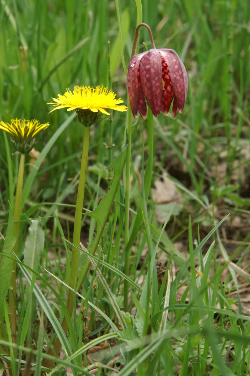 Snake's Head Fritillary (Fritillaria Meleagris) — as well as being an eye-catching addition to borders and beds