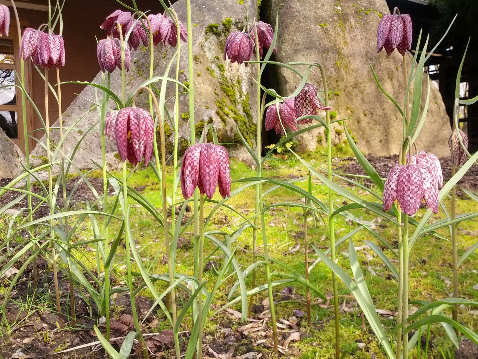 Snake's Head Fritillary (Fritillaria Meleagris) — at a depth of about 4 inches; they exhibit a checkered pattern in hues of purple, image 113