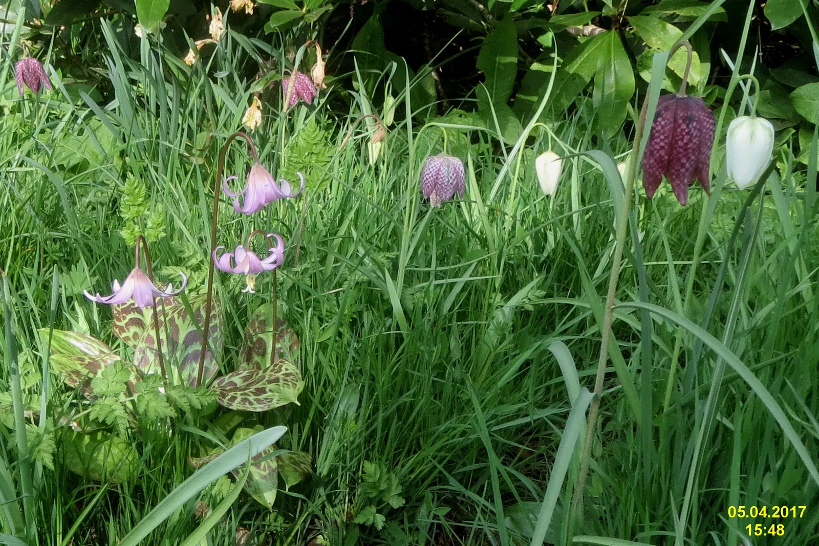 Snake's Head Fritillary (Fritillaria Meleagris) — This species is also known to attract pollinators, adding ecological value to a landscape design; renowned