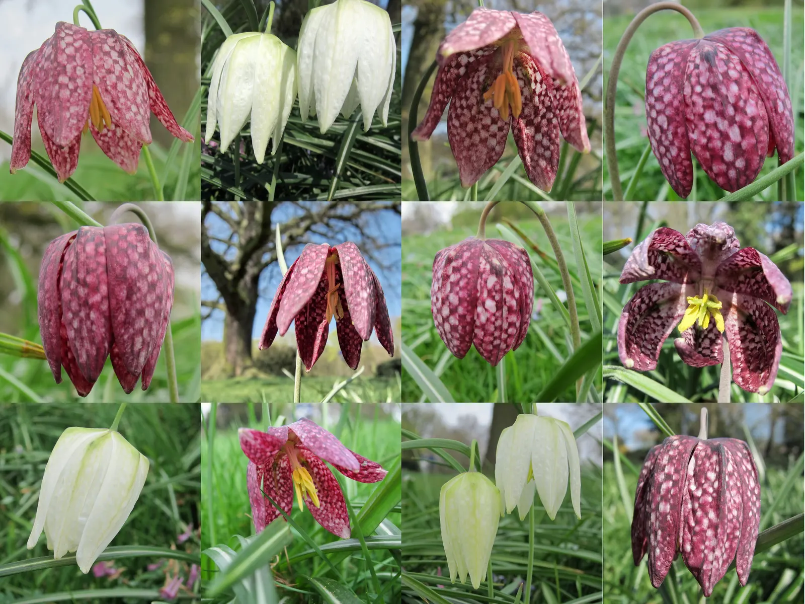 Snake's Head Fritillary (Fritillaria Meleagris) — well-drained soils and partial shade; purple and red and white flowers in the garden, image 123