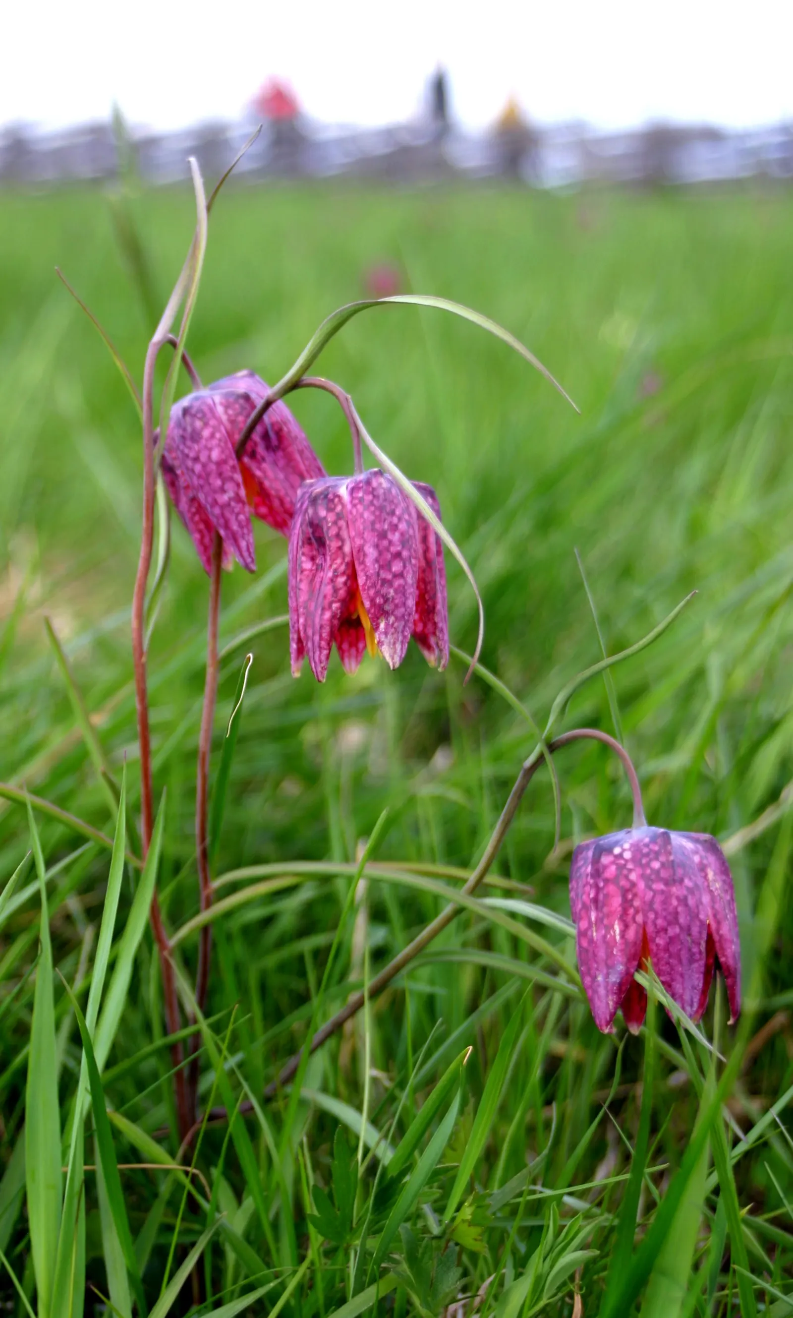 Snake's Head Fritillary (Fritillaria Meleagris) — it's ideal for naturalizing in grassy areas or woodland settings; this low-maintenance plant, image 44