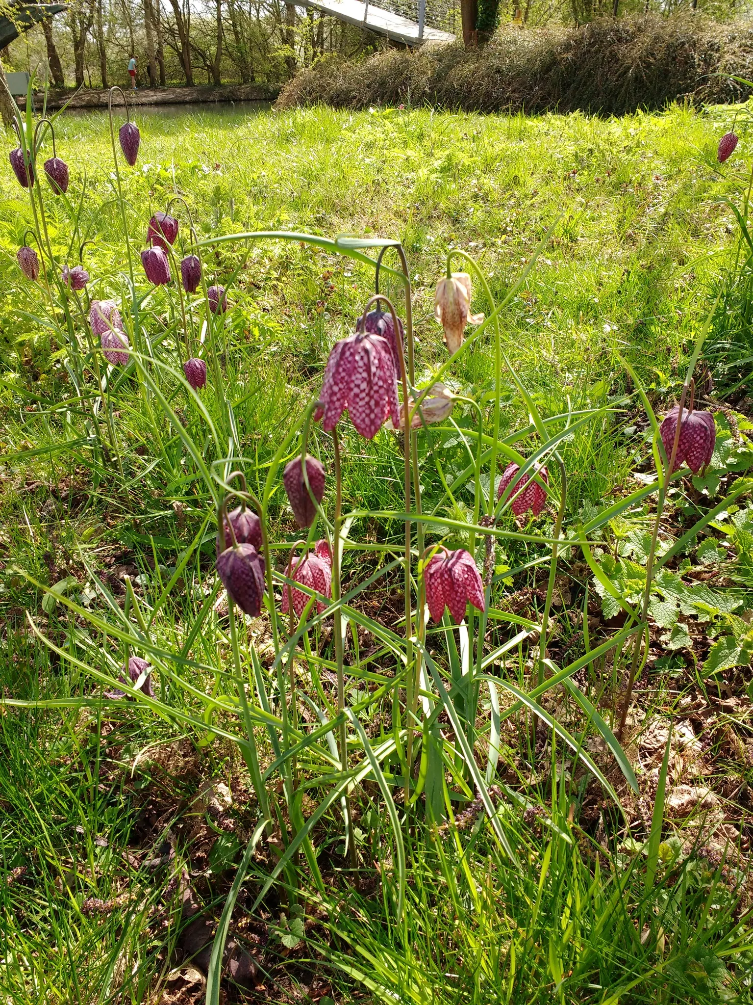 Snake's Head Fritillary (Fritillaria Meleagris) — The bulbs should be planted in the fall; snake's Head Fritillary, Fritillaria meleagris, is a, image 92