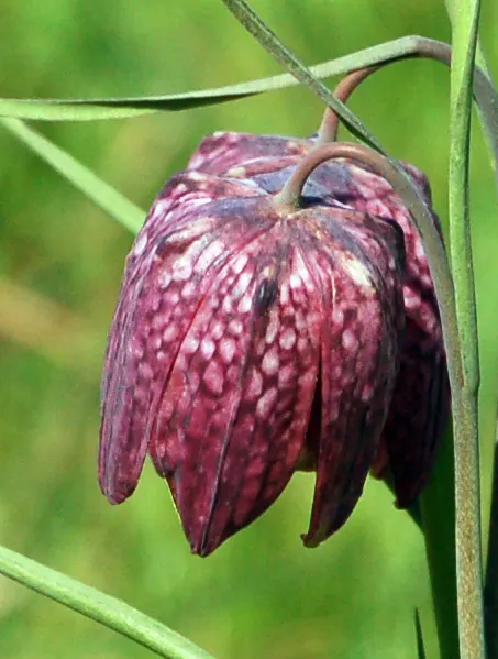 Snake's Head Fritillary (Fritillaria Meleagris) — bulb for full or half; biodiversity-friendly garden environment