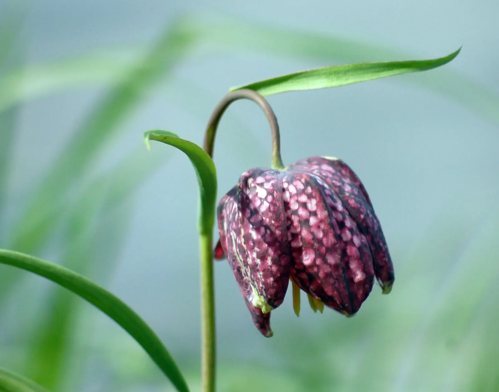 Snake's Head Fritillary (Fritillaria Meleagris) — This species is also known to attract pollinators, adding ecological value to a landscape design, image 75