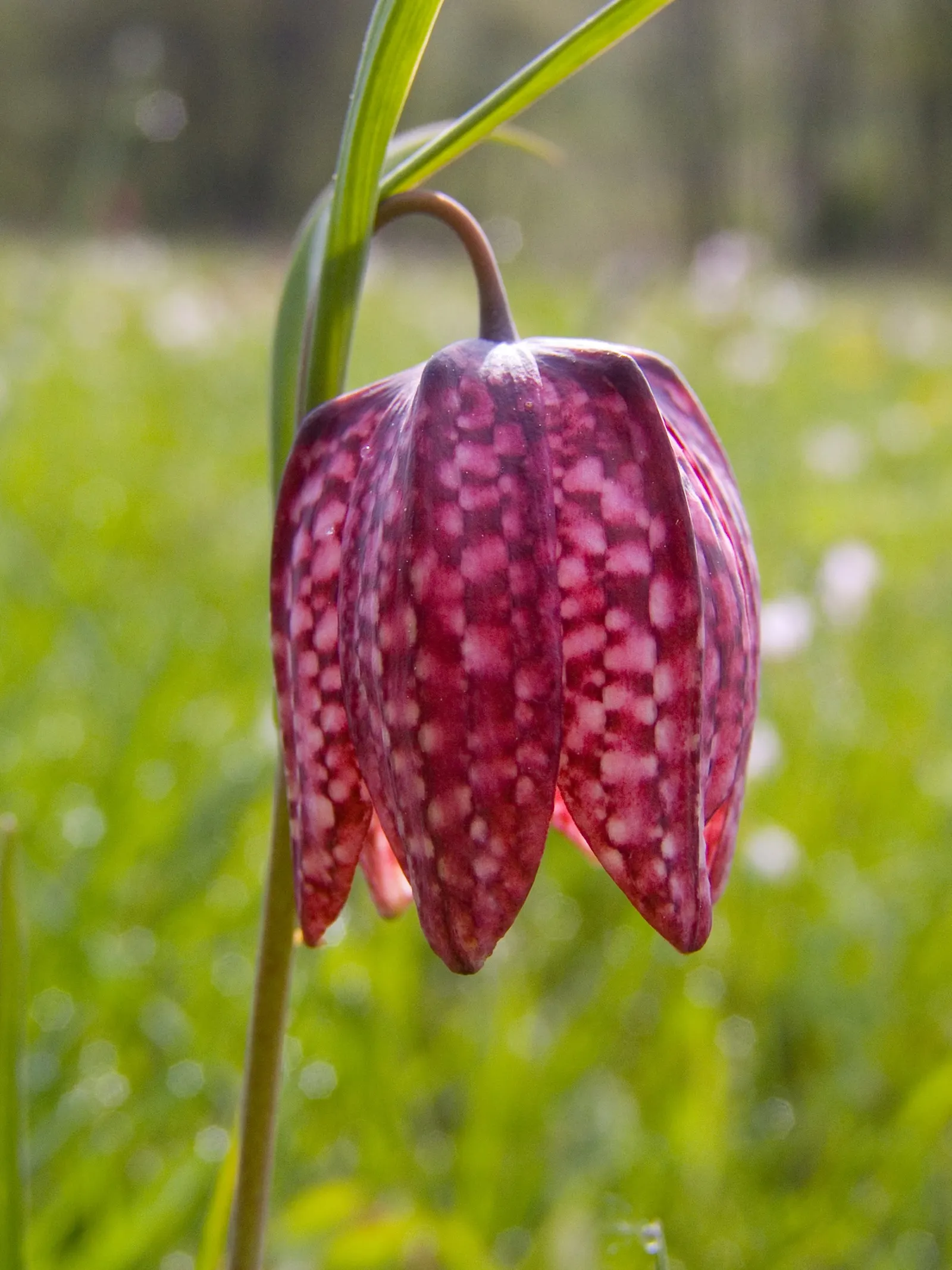 Snake's Head Fritillary (Fritillaria Meleagris) — scientifically named Fritillaria meleagris