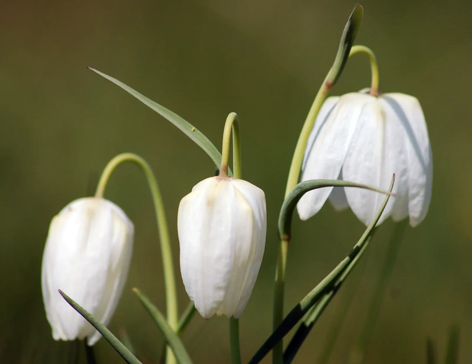 Snake's Head Fritillary (Fritillaria Meleagris) — bulb for full or half; biodiversity-friendly garden environment, image 120