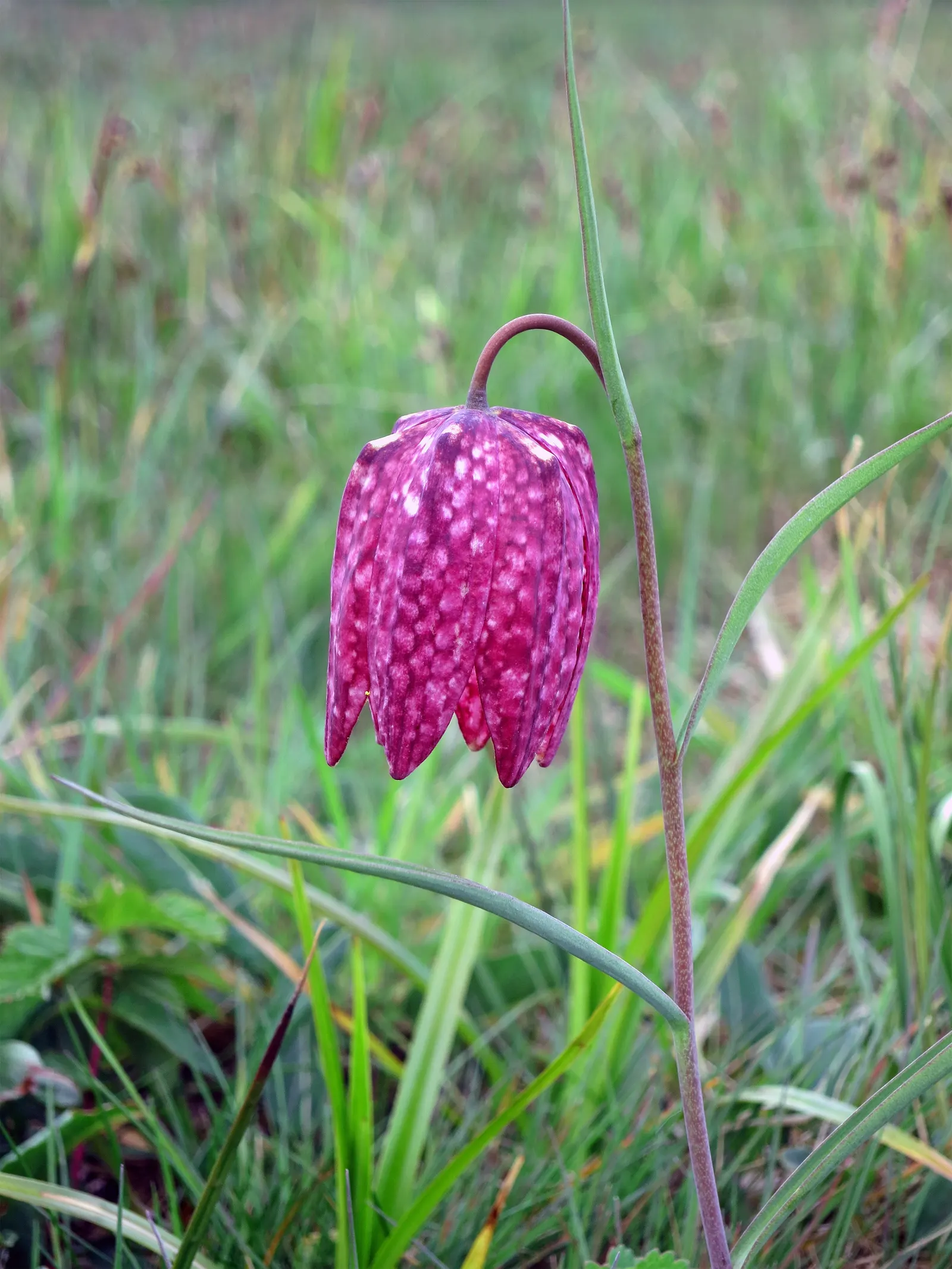 Snake's Head Fritillary (Fritillaria Meleagris) — it's ideal for naturalizing in grassy areas or woodland settings