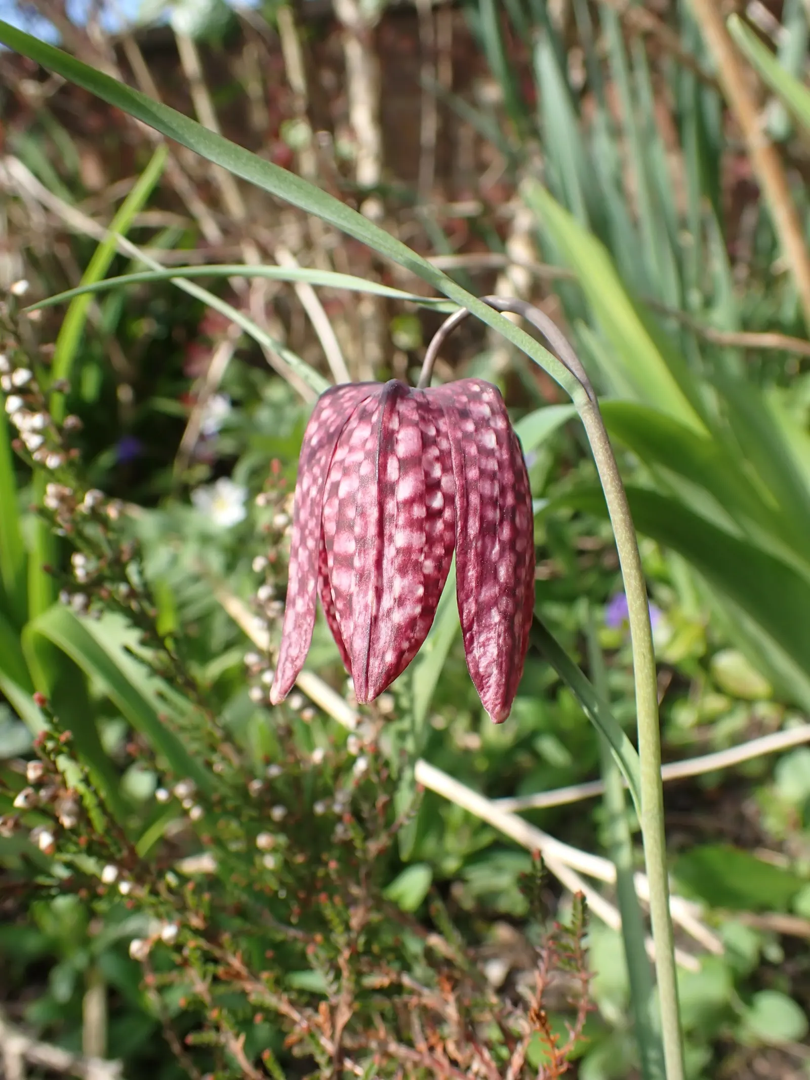 Snake's Head Fritillary (Fritillaria Meleagris) — purple and red and white flowers in the garden; well-drained soils and partial shade, image 58