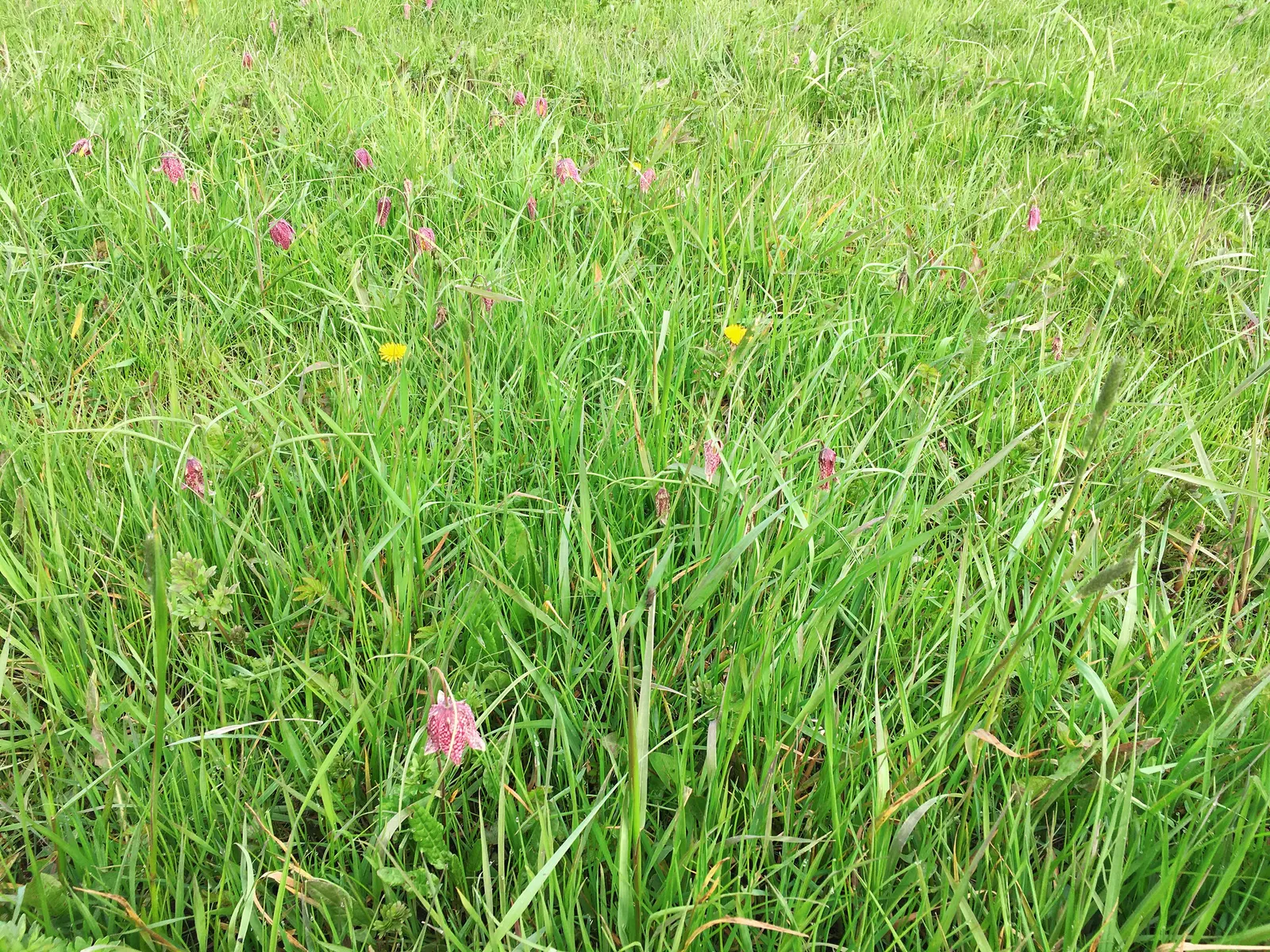 Snake's Head Fritillary (Fritillaria Meleagris) — as well as being an eye-catching addition to borders and beds; this species is also known to, image 94