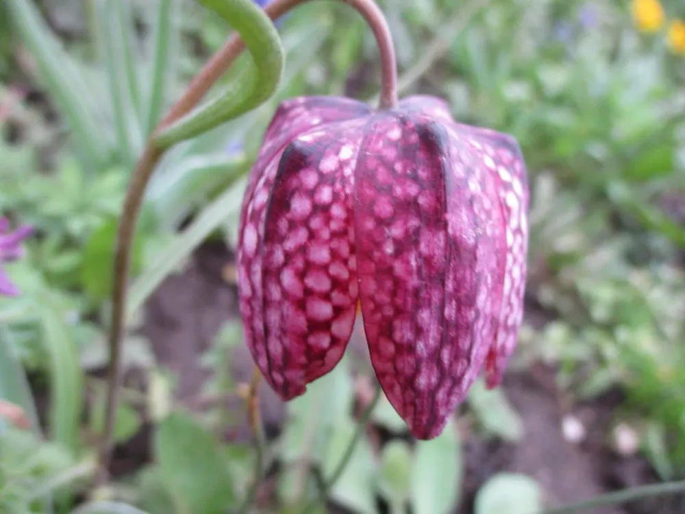 Snake's Head Fritillary (Fritillaria Meleagris) — Renowned for its checkered, bell-shaped blooms in purple or white, it thrives in USDA Zones 4-8, image 82
