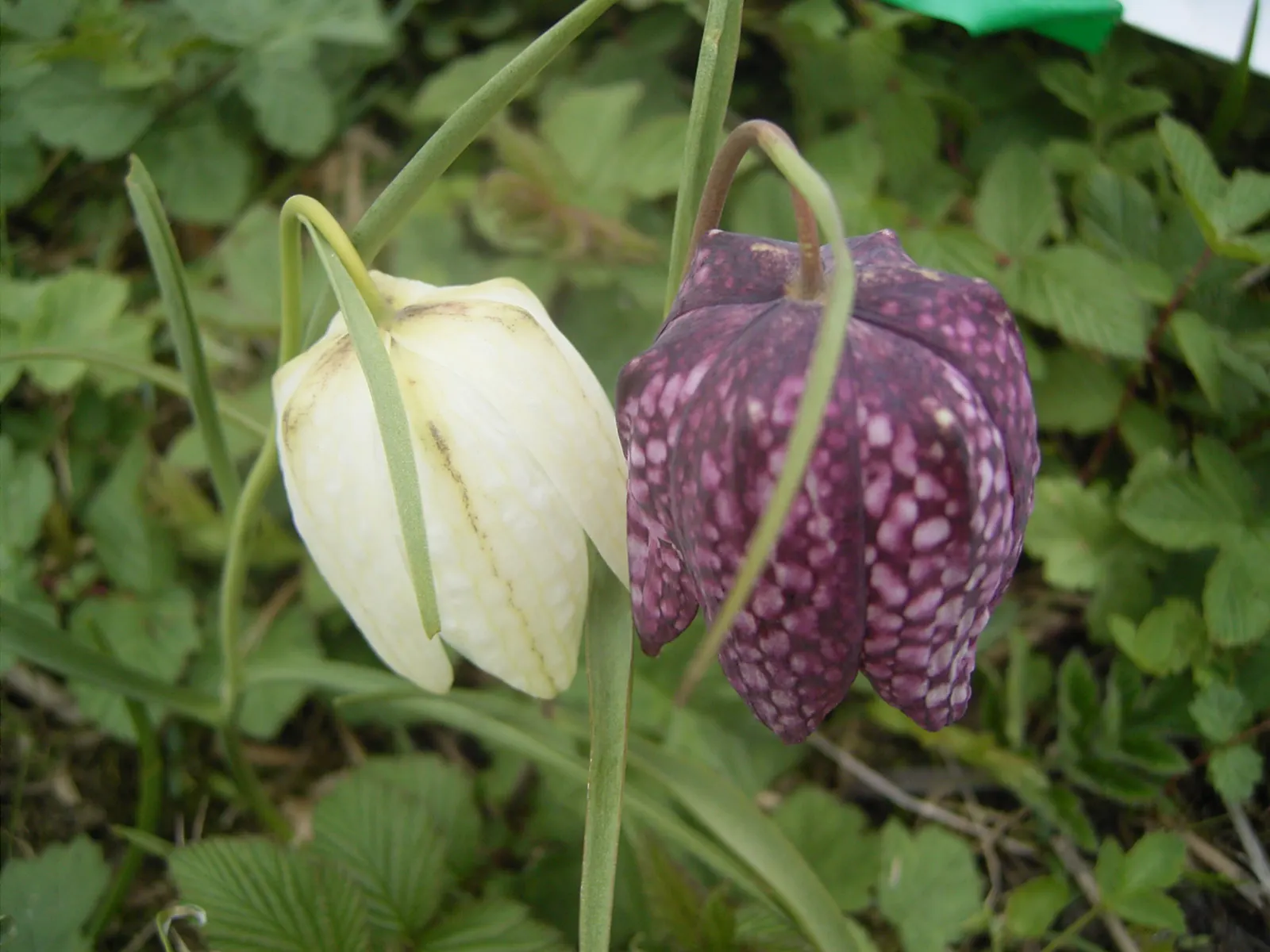 Snake's Head Fritillary (Fritillaria Meleagris) — is a striking and unique perennial that captures attention in any garden; scientifically named, image 87