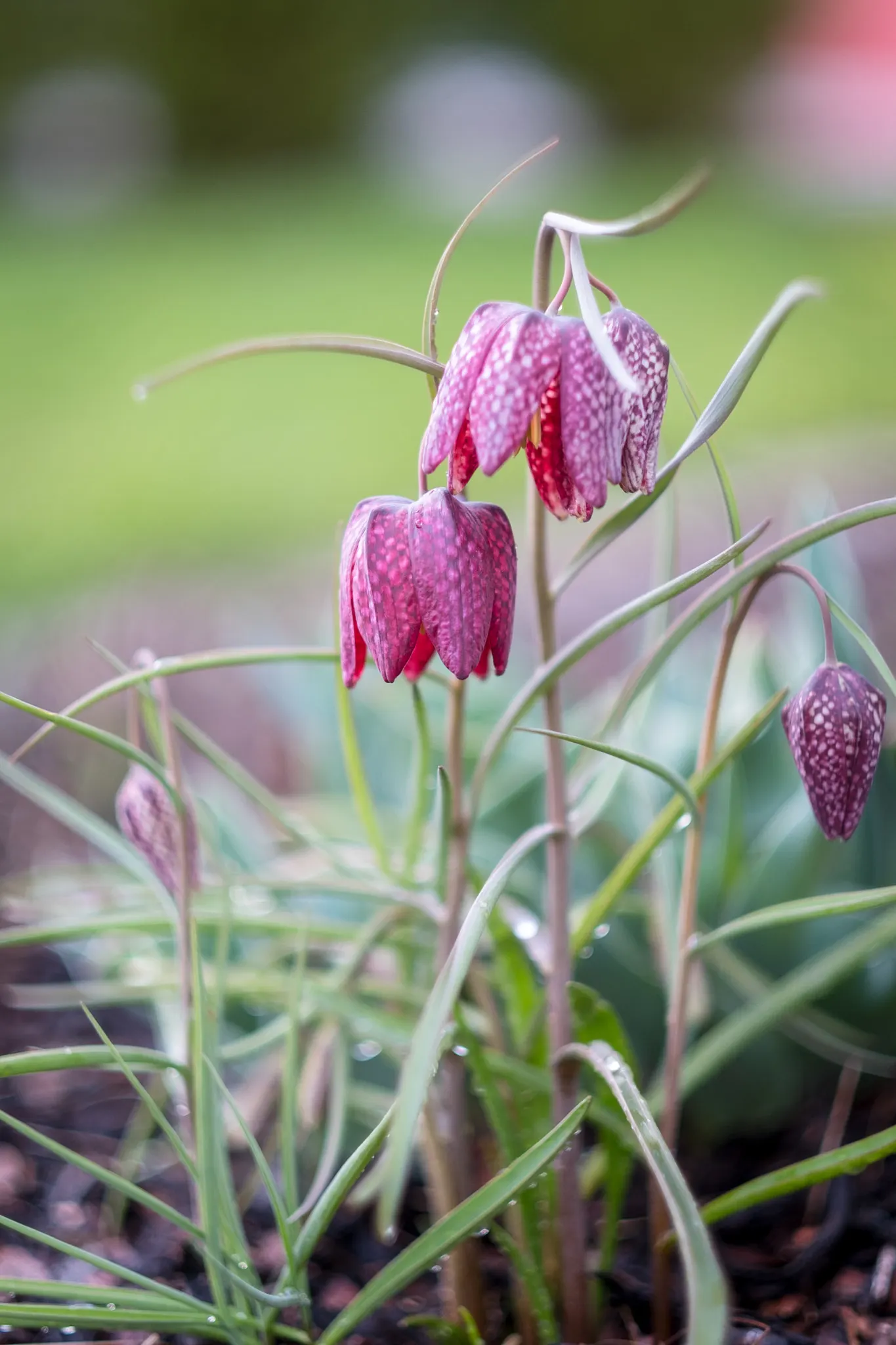 Snake's Head Fritillary (Fritillaria Meleagris) — This species is also known to attract pollinators, adding ecological value to a landscape design, image 115