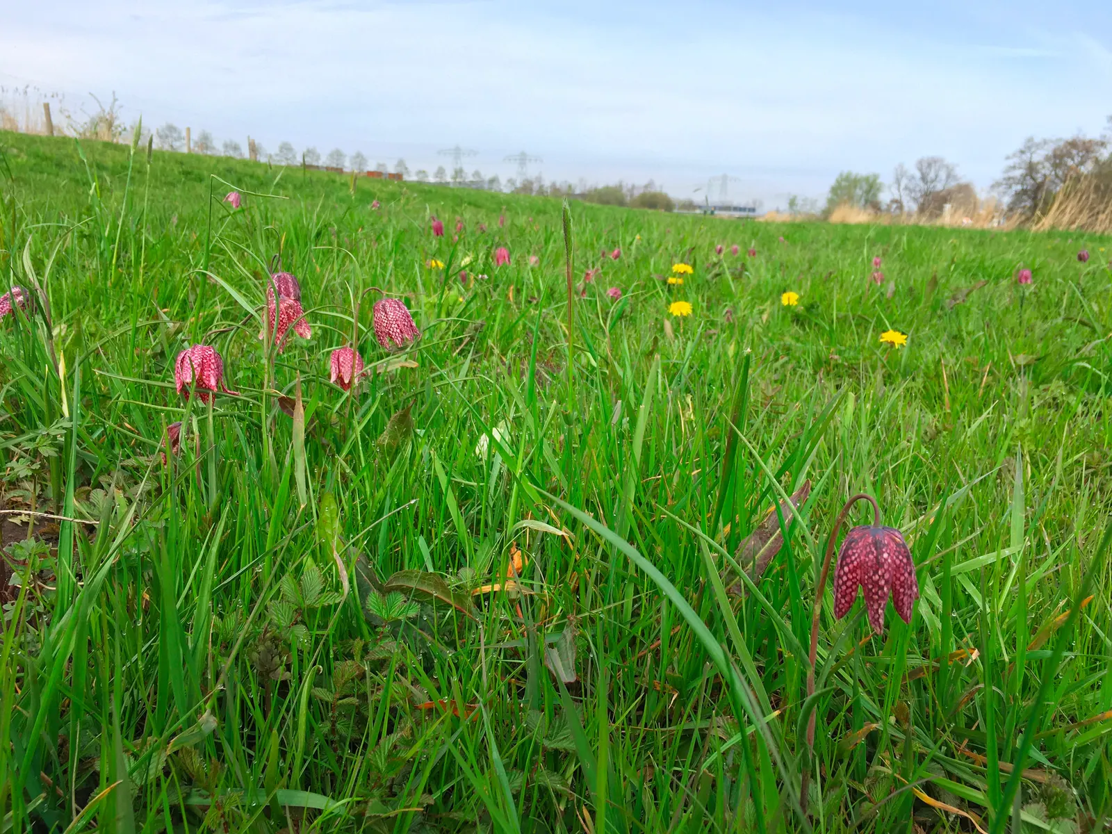 Snake's Head Fritillary (Fritillaria Meleagris) — It is notably suitable for zones 4-8 and is quite resilient to late spring frosts; as well as, image 51