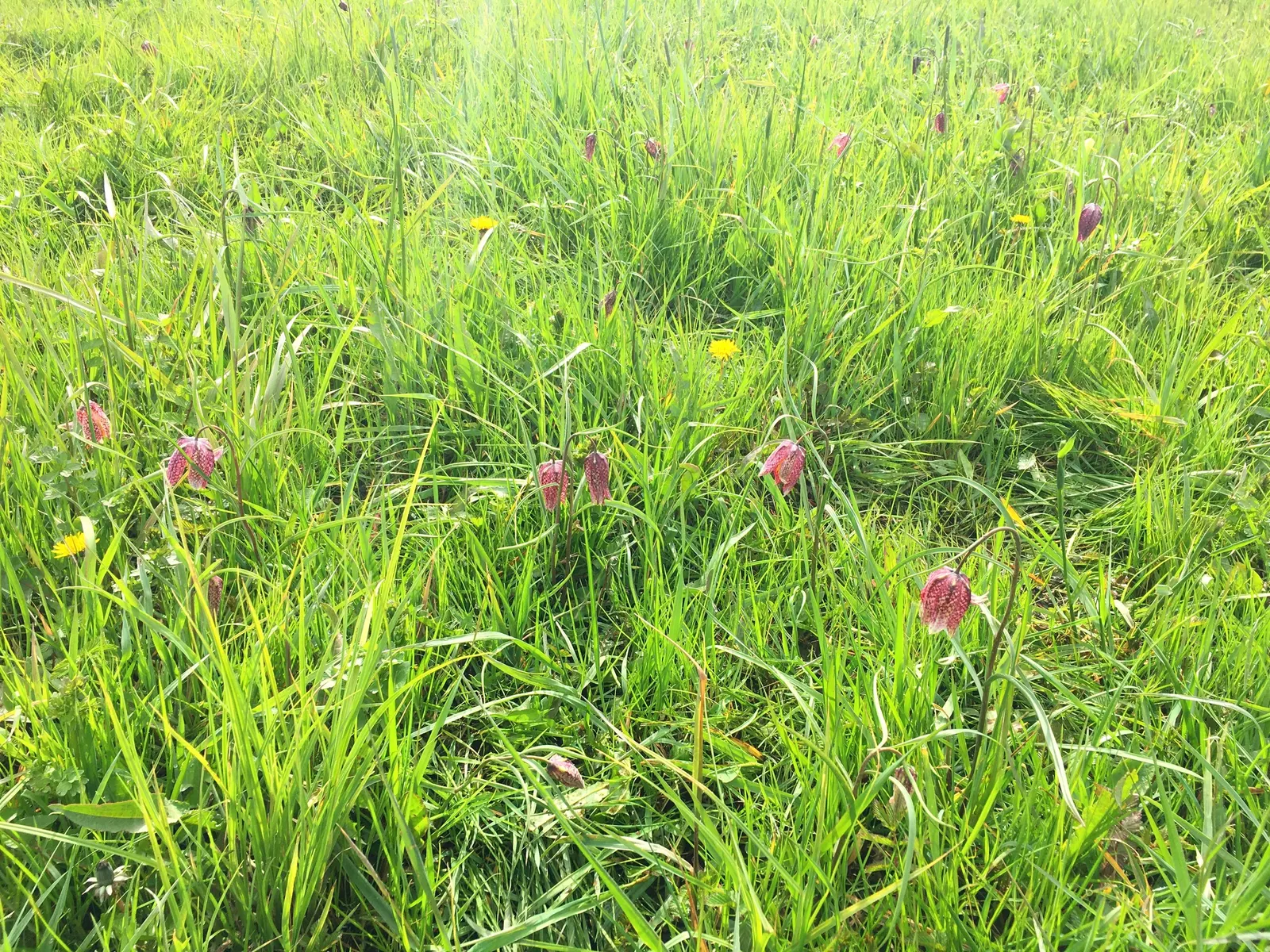 Snake's Head Fritillary (Fritillaria Meleagris) — bulb with purple and red and white blooms; this plant thrives in full to partial sun with, image 59
