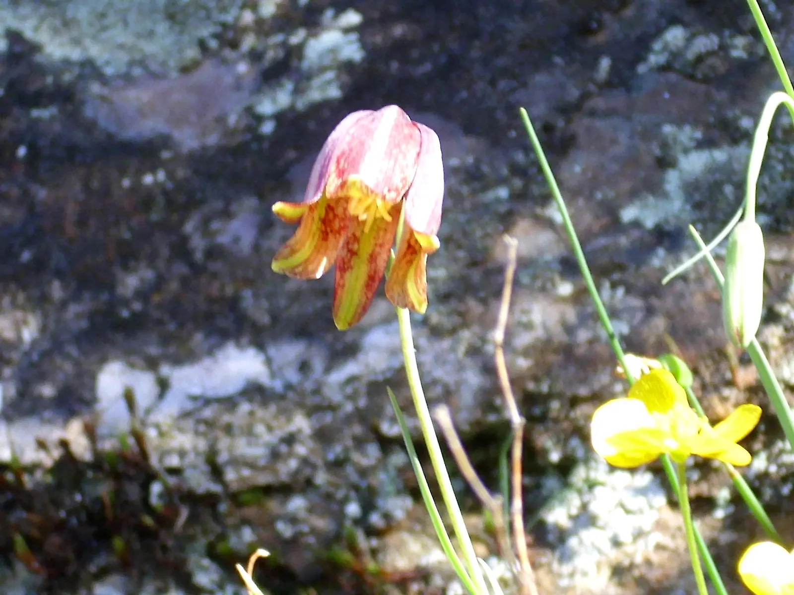 Snake's Head Fritillary (Fritillaria Meleagris) — It is notably suitable for zones 4-8 and is quite resilient to late spring frosts; as well as, image 91