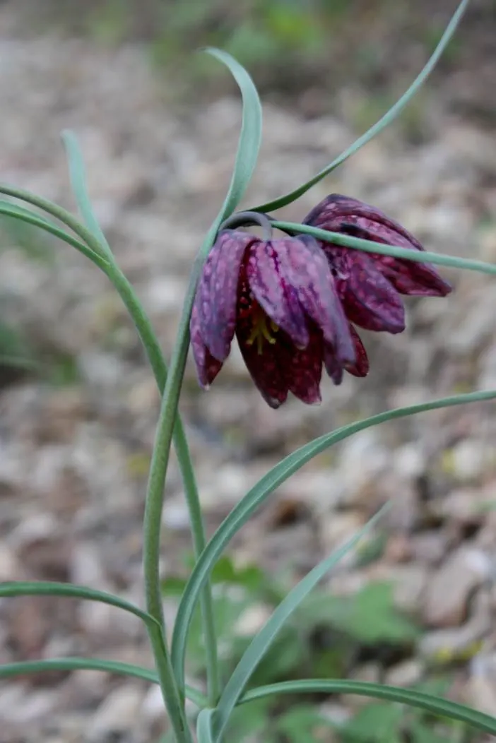 Snake's Head Fritillary (Fritillaria Meleagris) — this low-maintenance plant attracts pollinators while adding a unique patterned display to your, image 105