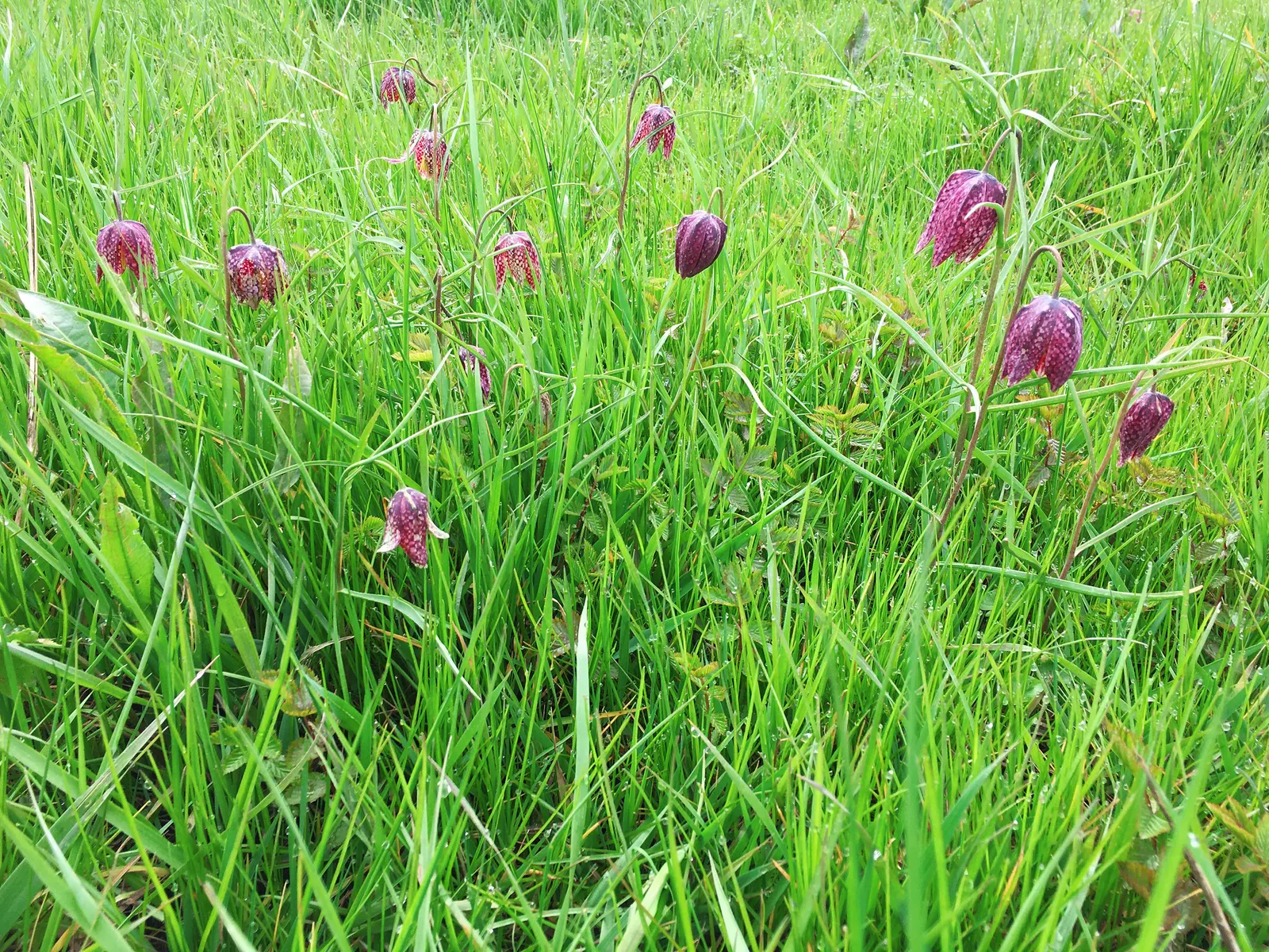 Snake's Head Fritillary (Fritillaria Meleagris) — it's ideal for naturalizing in grassy areas or woodland settings; this low-maintenance plant, image 104