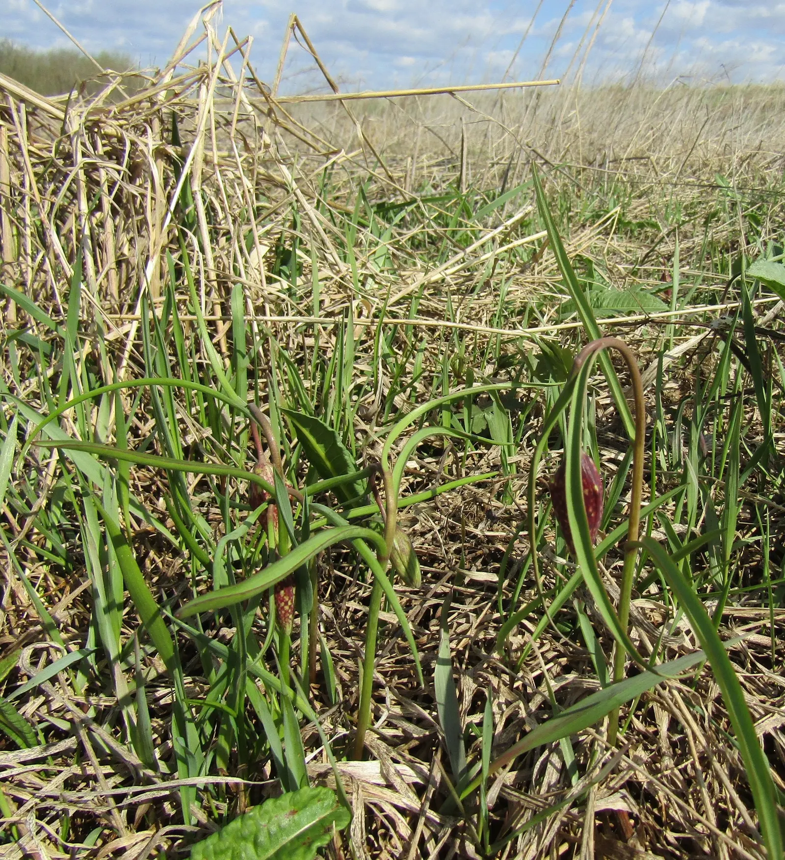 Snake's Head Fritillary (Fritillaria Meleagris) — bulb with purple and red and white blooms; this plant thrives in full to partial sun with, image 79
