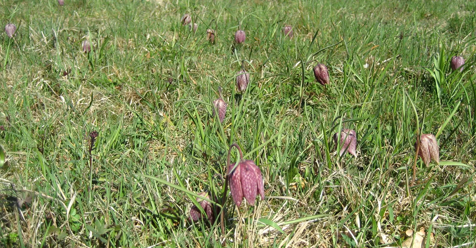Snake's Head Fritillary (Fritillaria Meleagris) — scientifically named Fritillaria meleagris; bulb with purple and red and white blooms, image 46