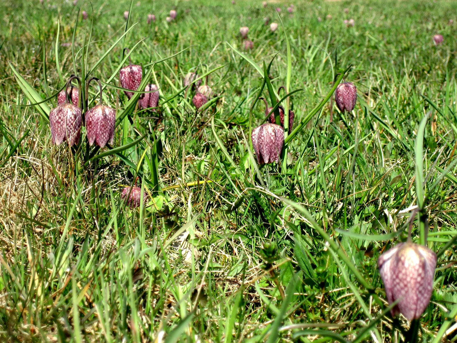 Snake's Head Fritillary (Fritillaria Meleagris) — bulb with purple and red and white blooms