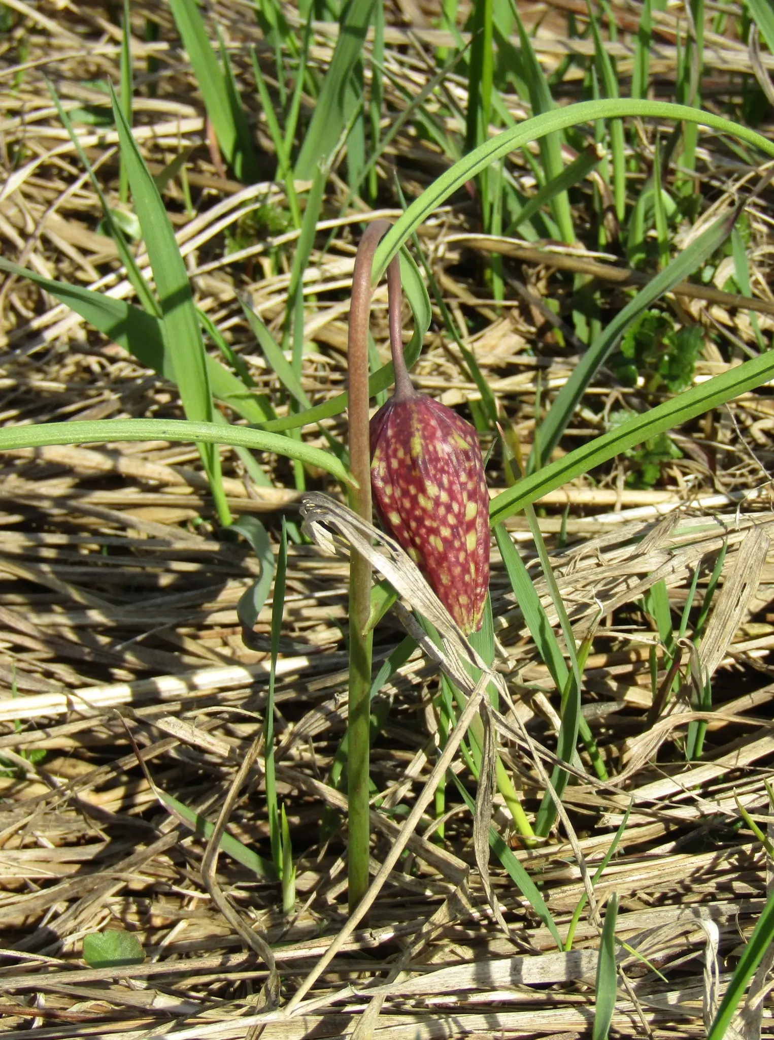 Snake's Head Fritillary (Fritillaria Meleagris) — scientifically named Fritillaria meleagris; bulb with purple and red and white blooms, image 66