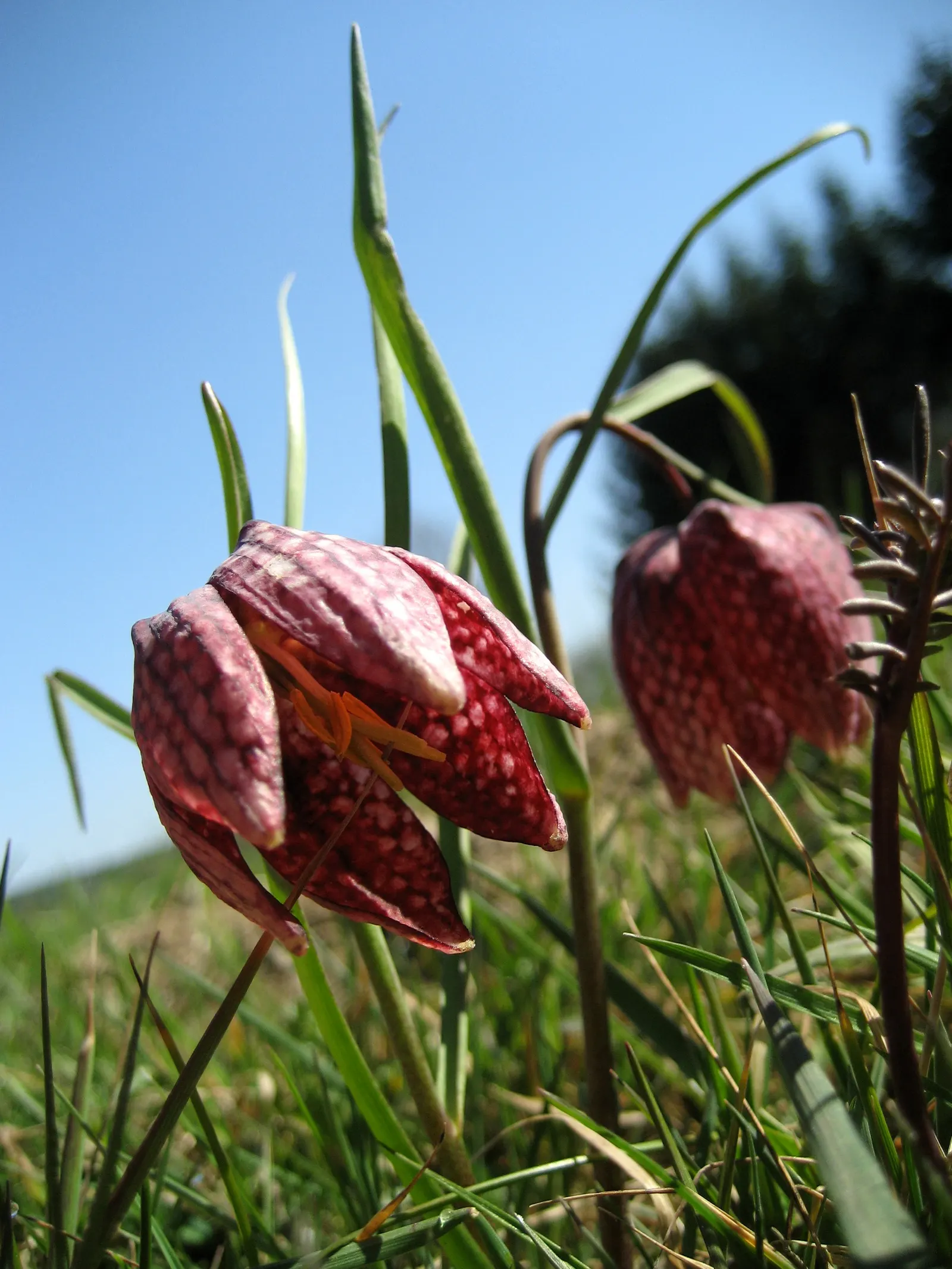 Snake's Head Fritillary (Fritillaria Meleagris) — purple and red and white flowers in the garden; well-drained soils and partial shade
