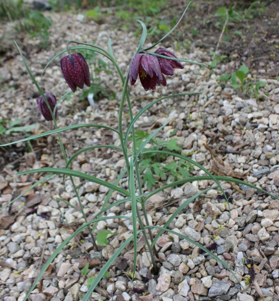 Snake's Head Fritillary (Fritillaria Meleagris) — this low-maintenance plant attracts pollinators while adding a unique patterned display to your, image 45
