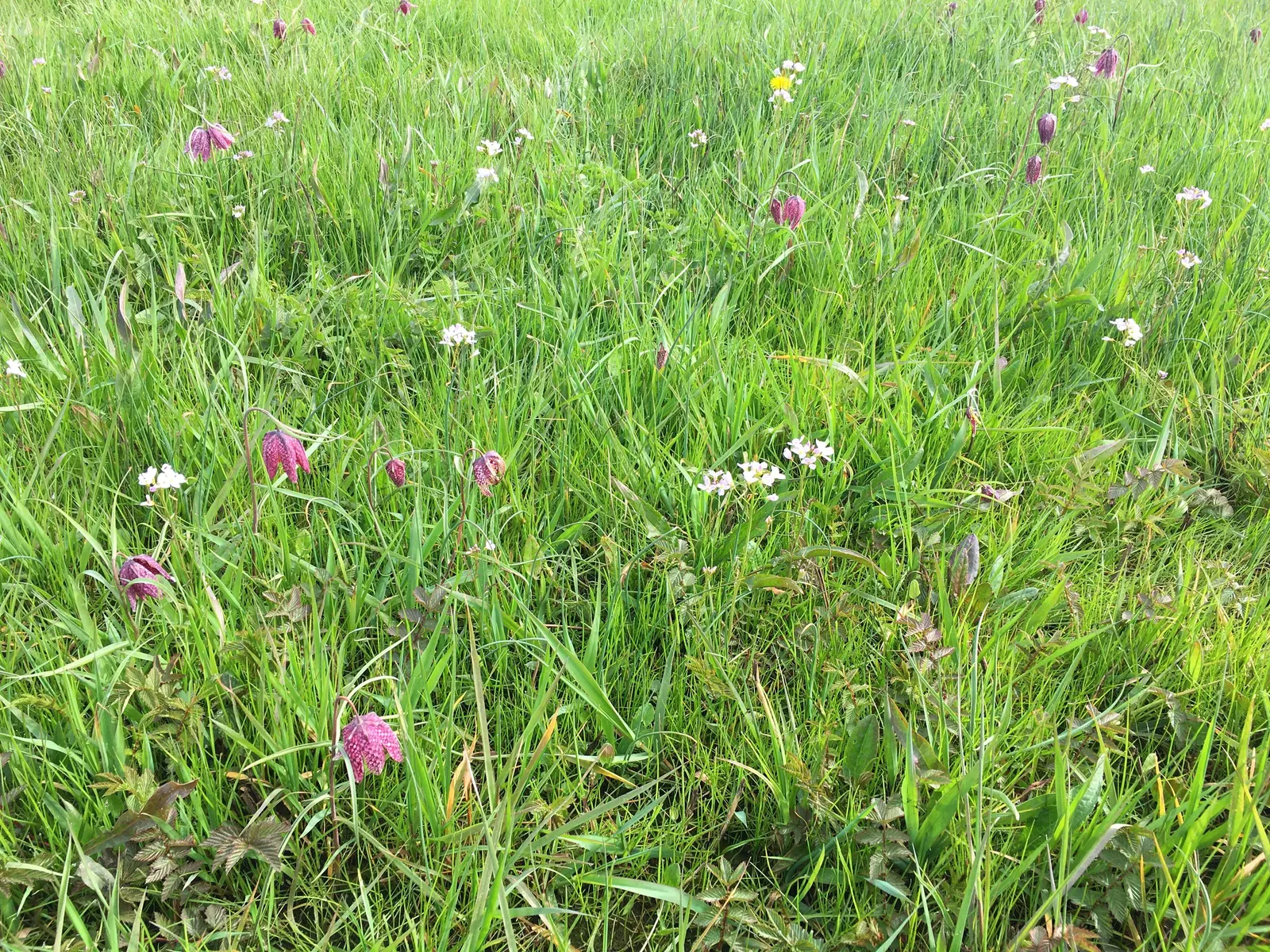 Snake's Head Fritillary (Fritillaria Meleagris) — this low-maintenance plant attracts pollinators while adding a unique patterned display to your, image 125