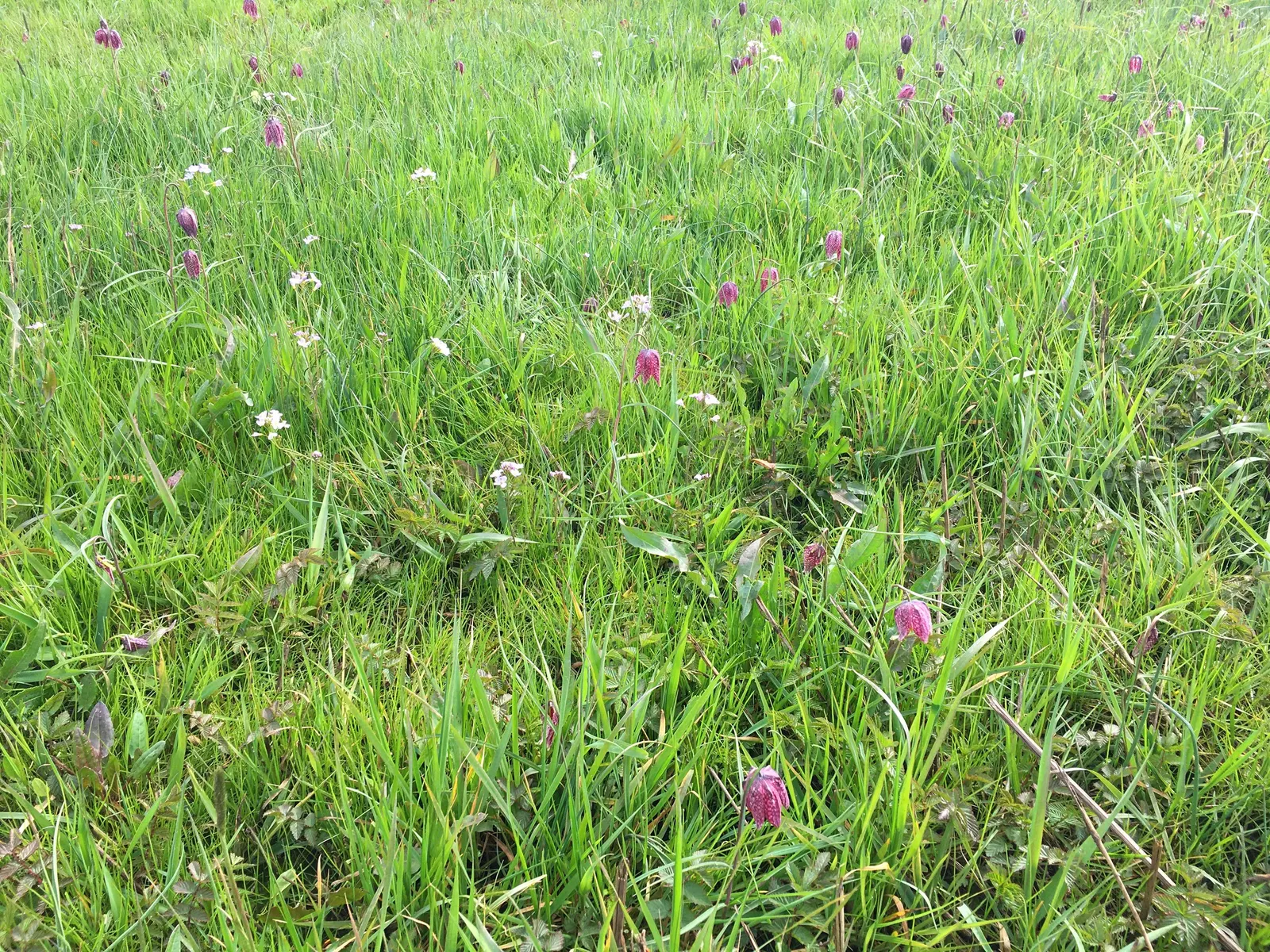 Snake's Head Fritillary (Fritillaria Meleagris) — The bulbs should be planted in the fall