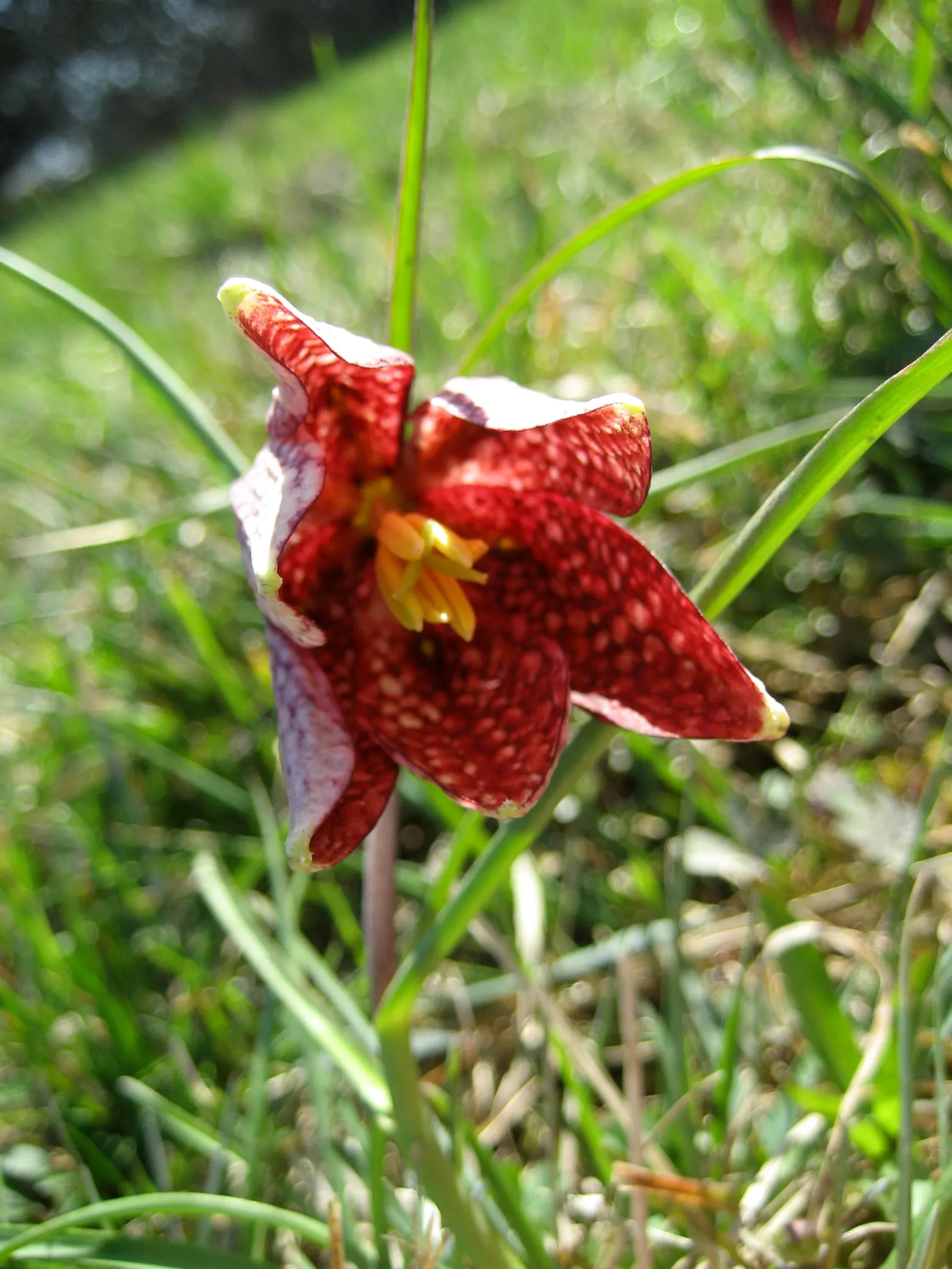 Snake's Head Fritillary (Fritillaria Meleagris) — It is notably suitable for zones 4-8 and is quite resilient to late spring frosts; as well as being an