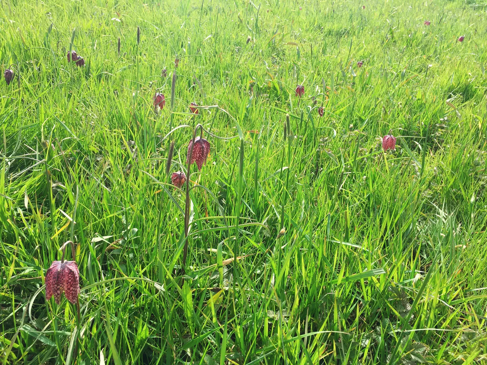 Snake's Head Fritillary (Fritillaria Meleagris) — This species is also known to attract pollinators, adding ecological value to a landscape design, image 135