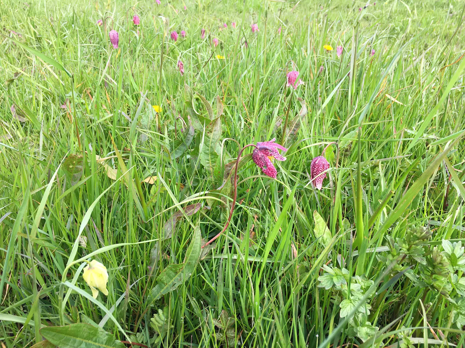 Snake's Head Fritillary (Fritillaria Meleagris) — bulb for full or half; biodiversity-friendly garden environment, image 80