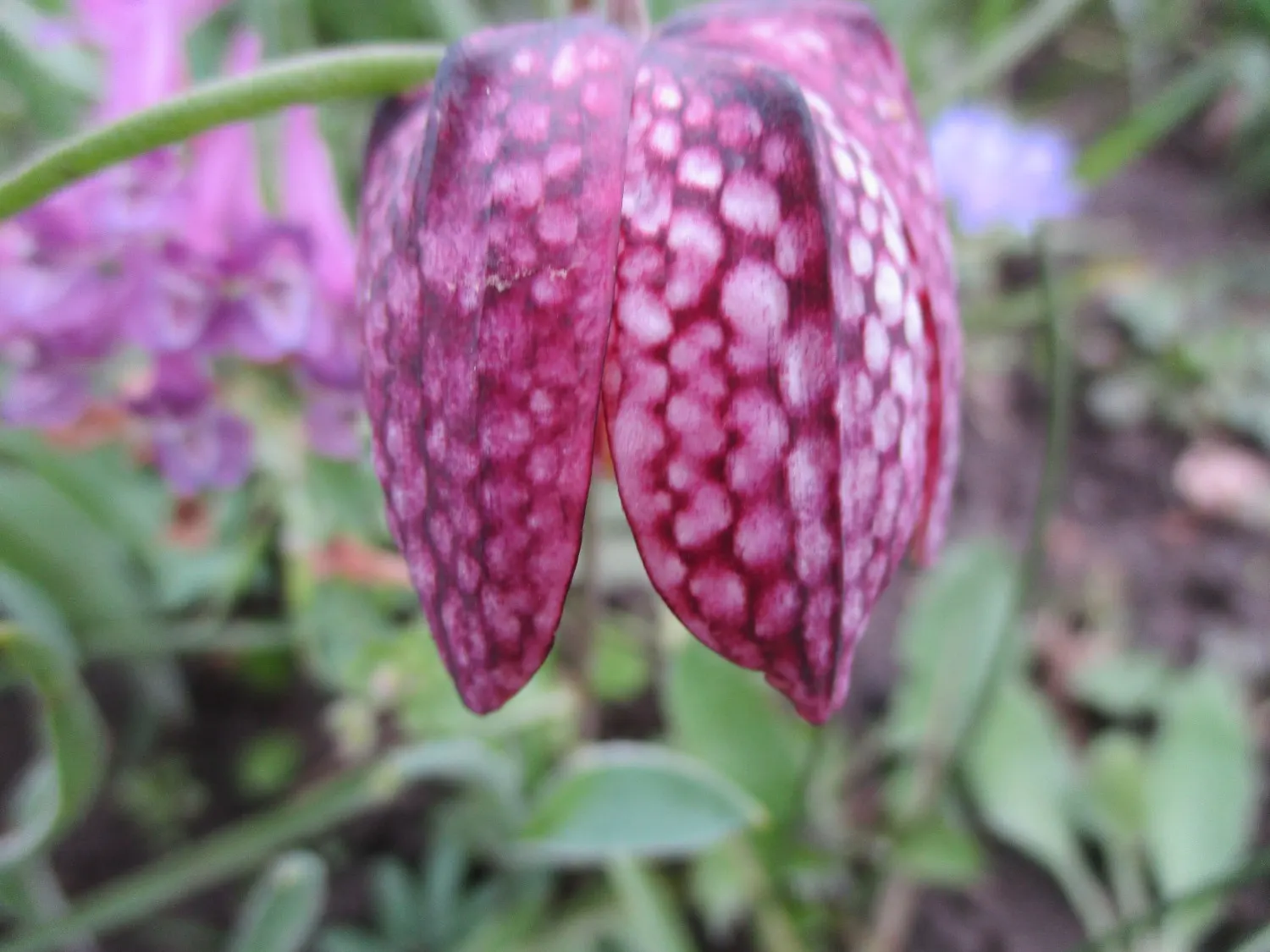 Snake's Head Fritillary (Fritillaria Meleagris) — it's ideal for naturalizing in grassy areas or woodland settings; this low-maintenance plant, image 64