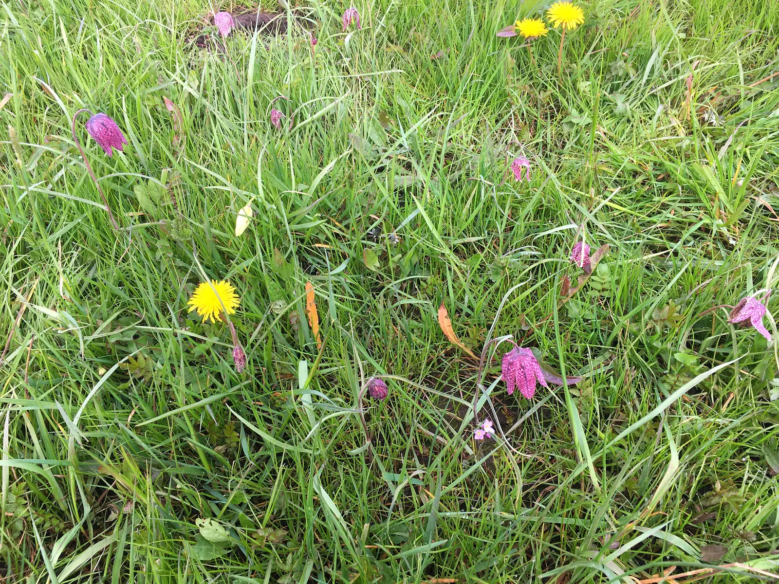 Snake's Head Fritillary (Fritillaria Meleagris) — It is notably suitable for zones 4-8 and is quite resilient to late spring frosts; as well as, image 71