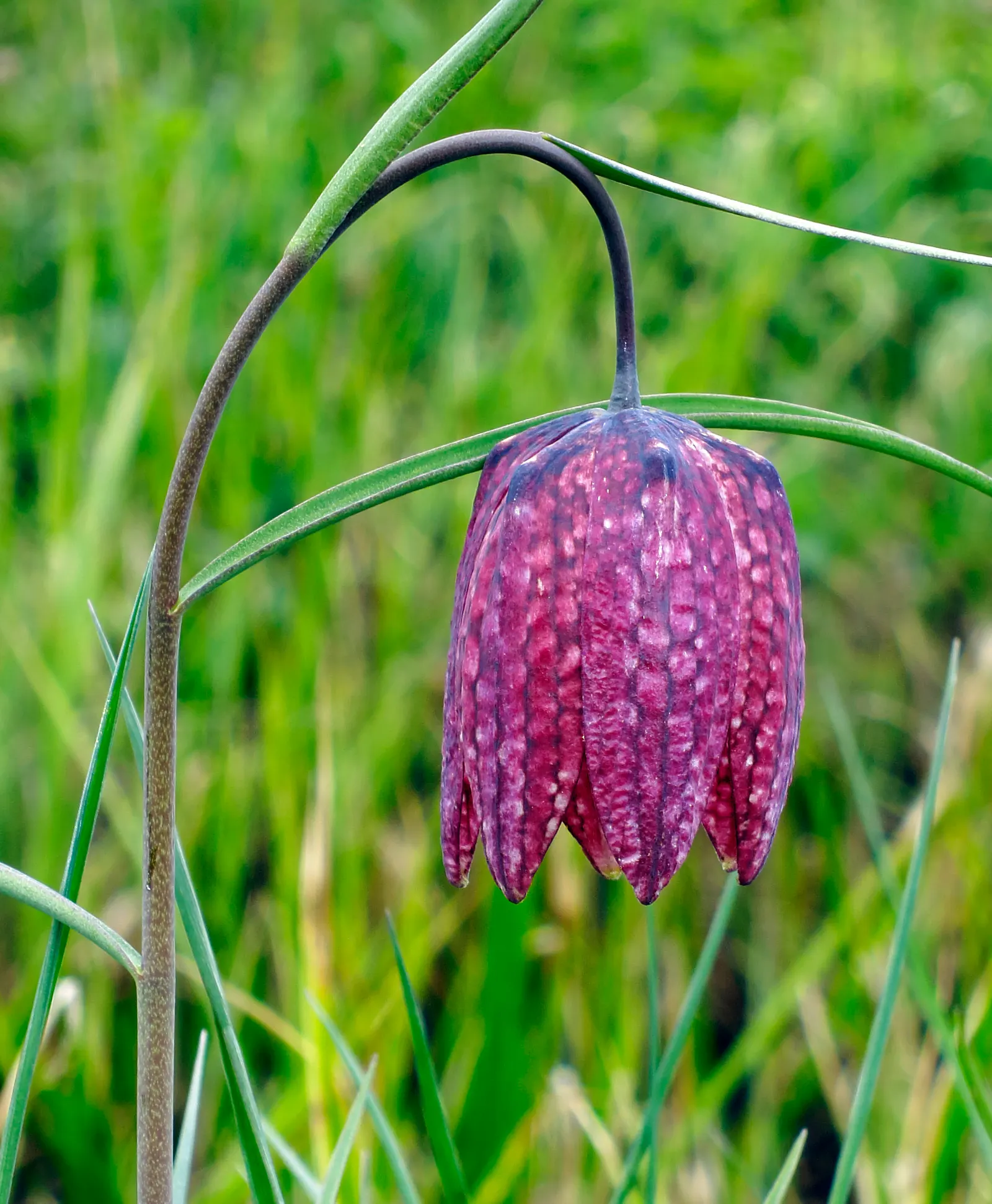 Snake's Head Fritillary (Fritillaria Meleagris) — well-drained soils and partial shade; purple and red and white flowers in the garden