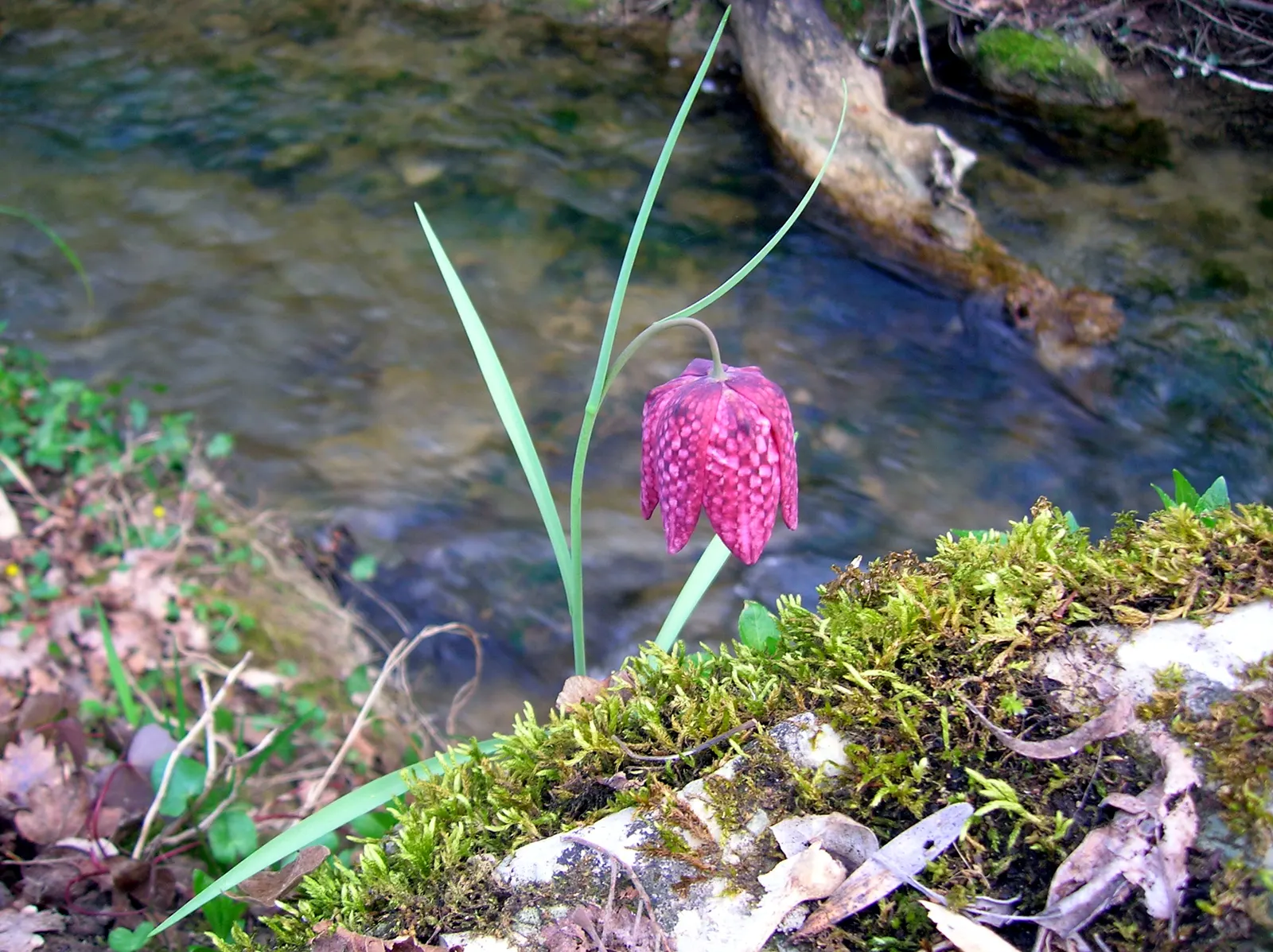 Snake's Head Fritillary (Fritillaria Meleagris) — it is essential to consider the growing conditions for the Snake's Head Fritillary; bulb for full, image 89