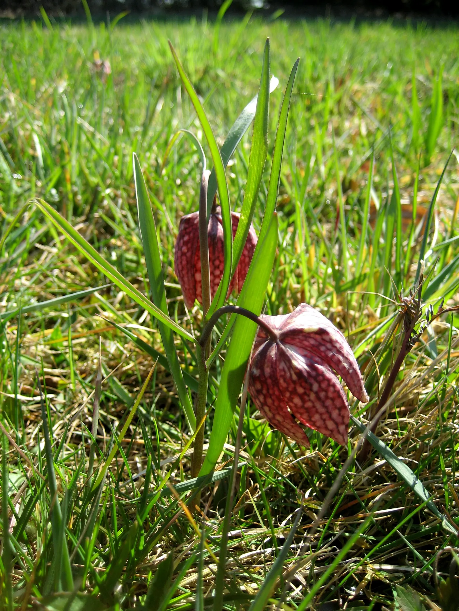 Snake's Head Fritillary (Fritillaria Meleagris) — The bulbs should be planted in the fall; snake's Head Fritillary, Fritillaria meleagris, is a, image 132