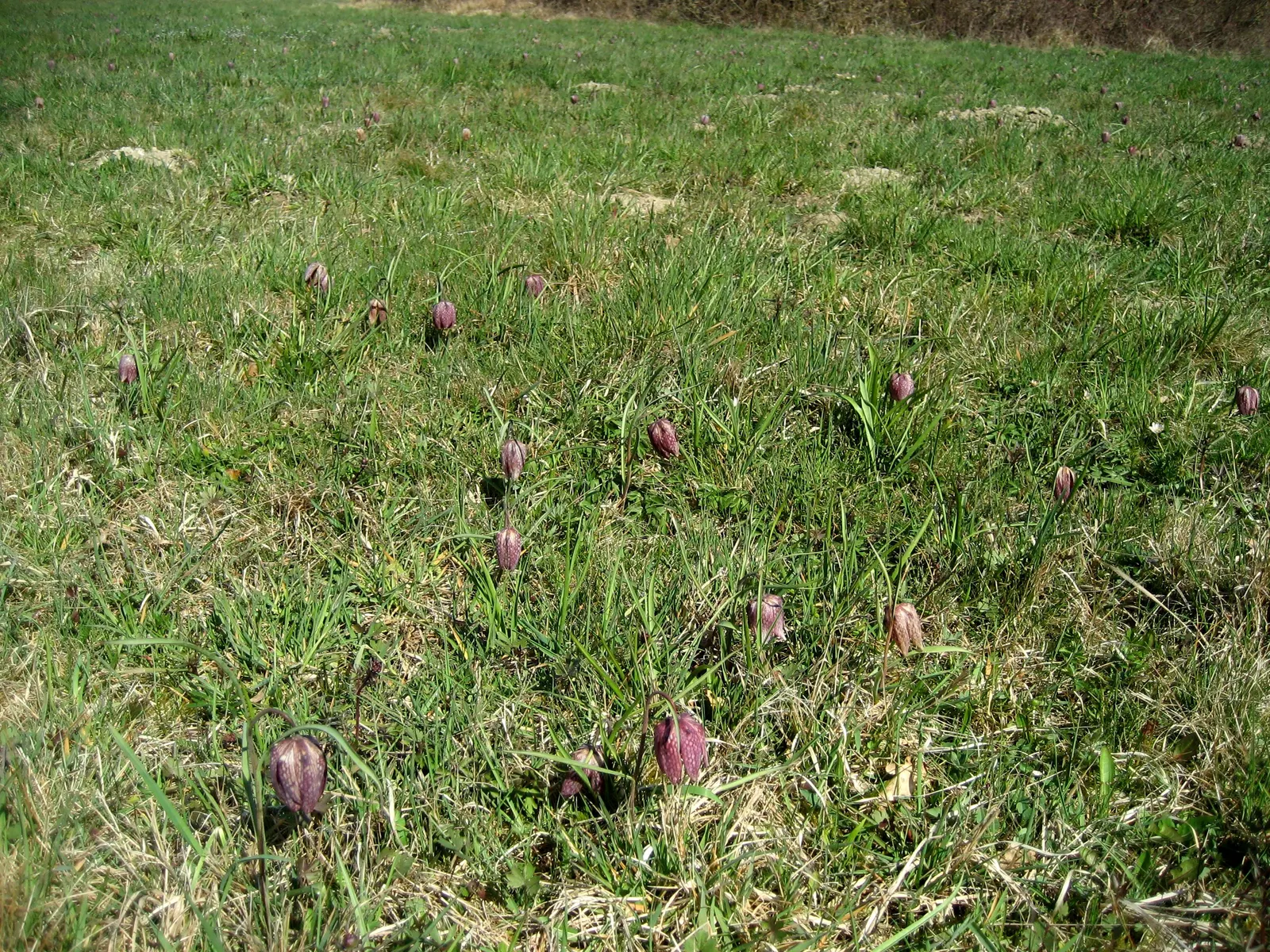 Snake's Head Fritillary (Fritillaria Meleagris) — this low-maintenance plant attracts pollinators while adding a unique patterned display to your garden; the