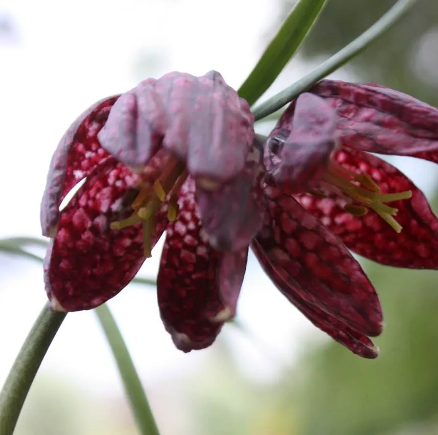 Snake's Head Fritillary (Fritillaria Meleagris) — biodiversity-friendly garden environment; gardeners should be aware that while it's resistant to, image 117